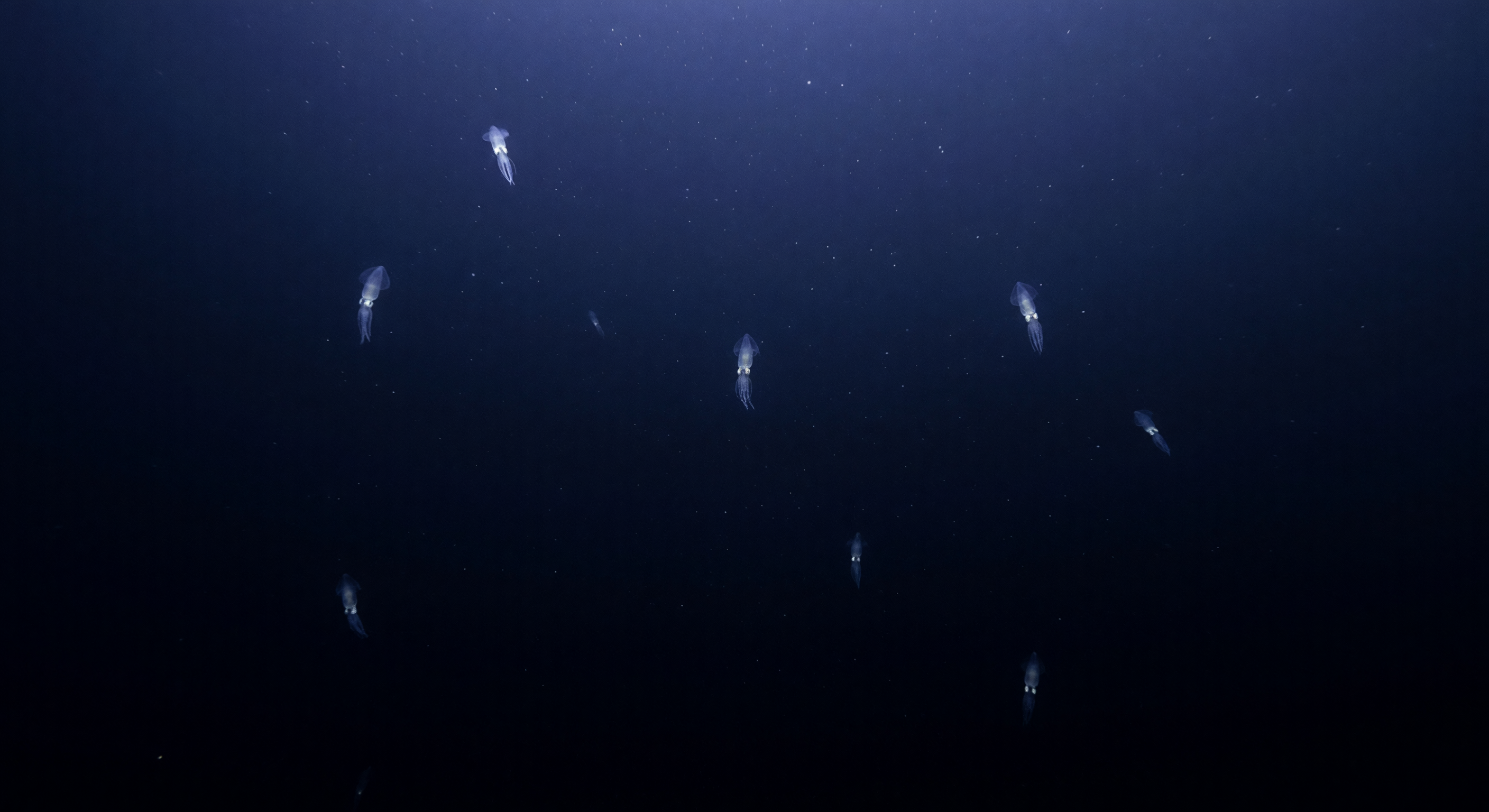 Intervallo dei Calamari di Vetro