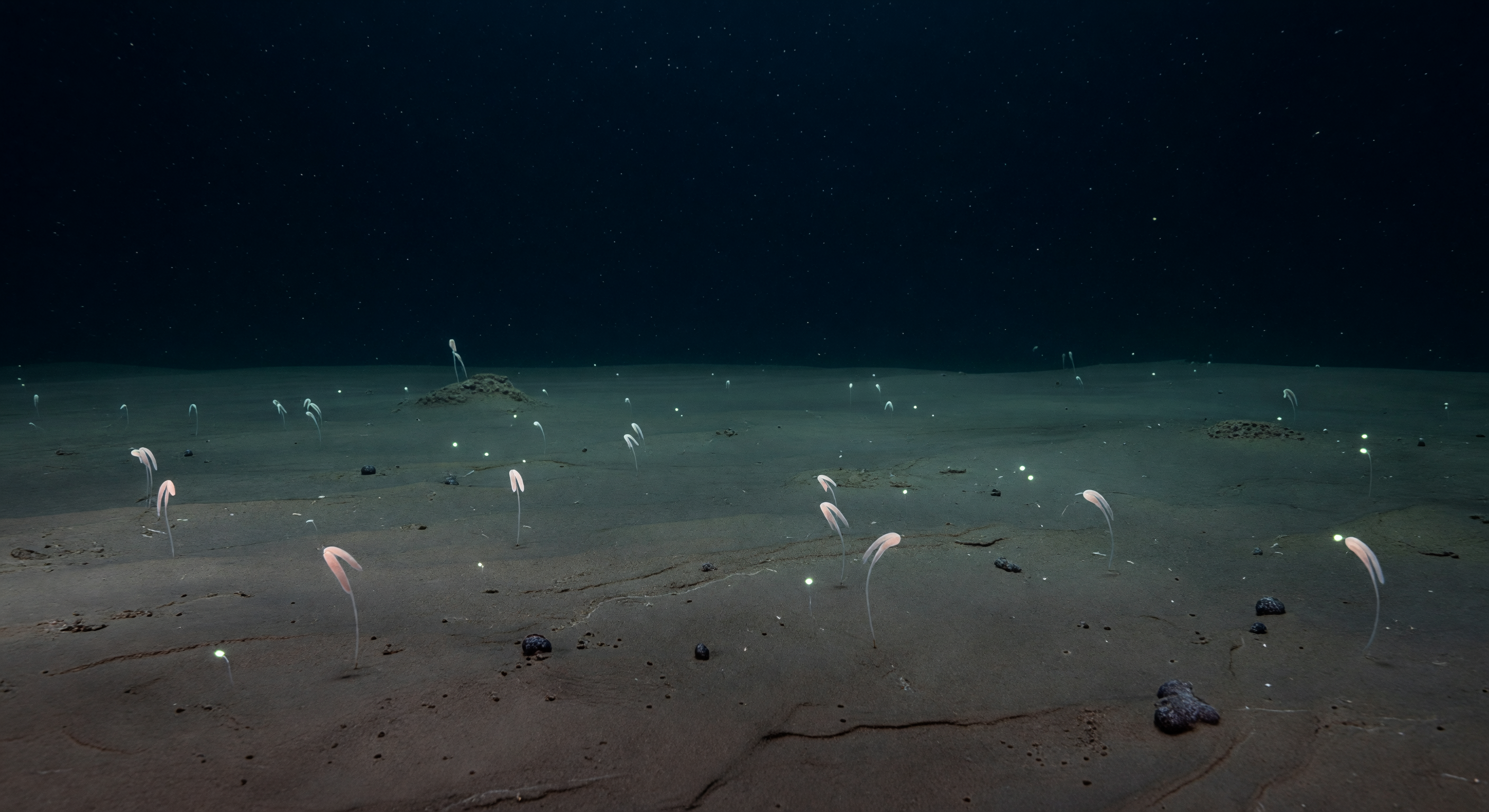 Intervallo delle Penne Marine