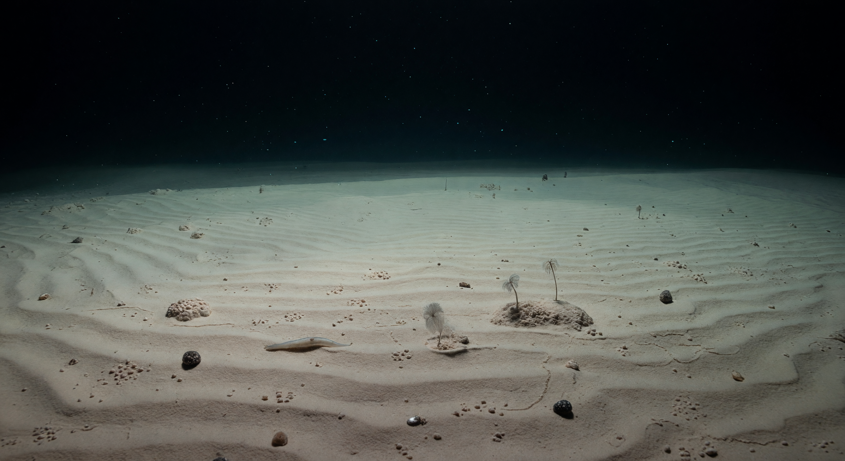 Pianura Calcarea Increspata