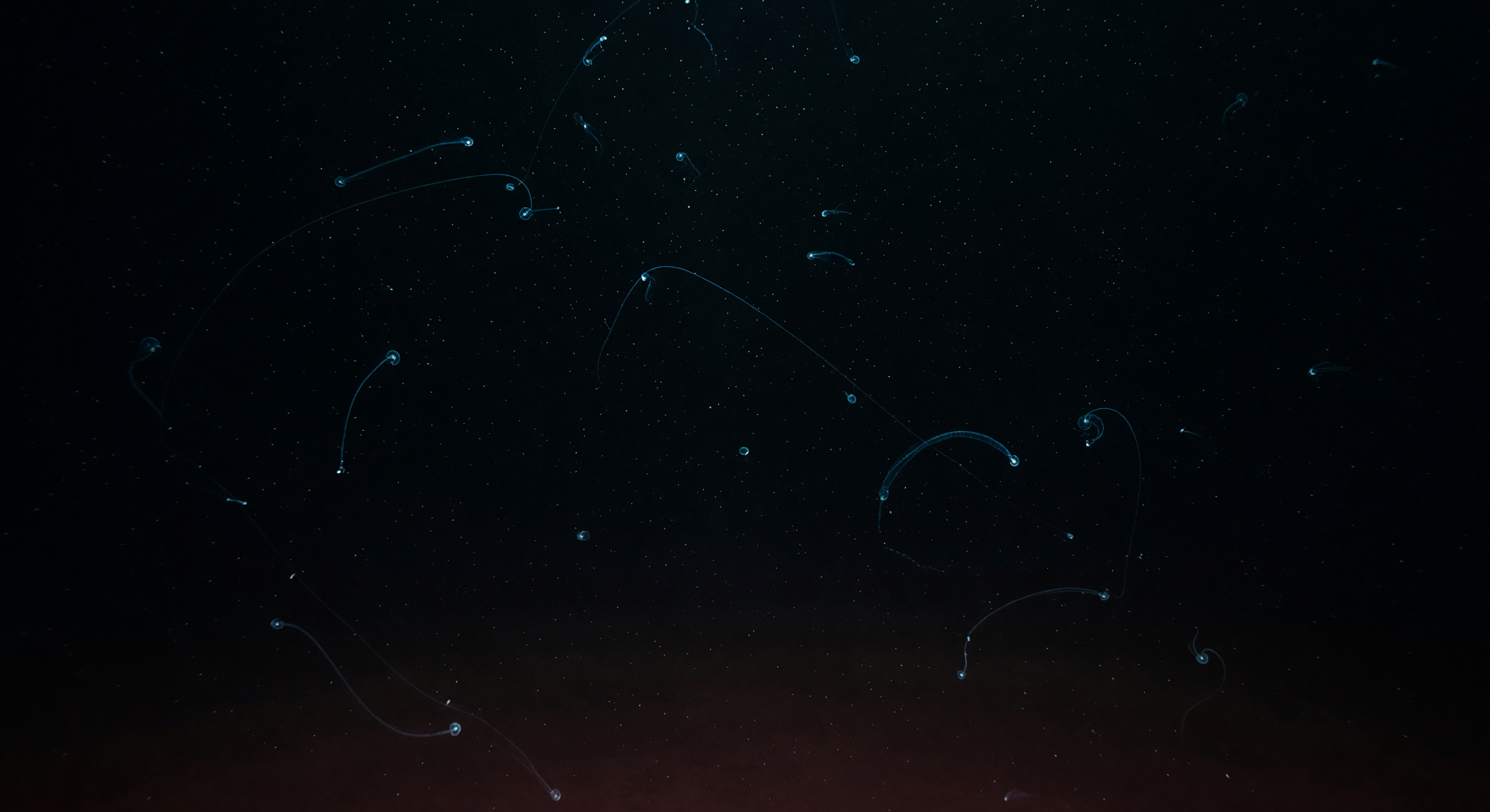 Velo di Scie Bioluminescenti