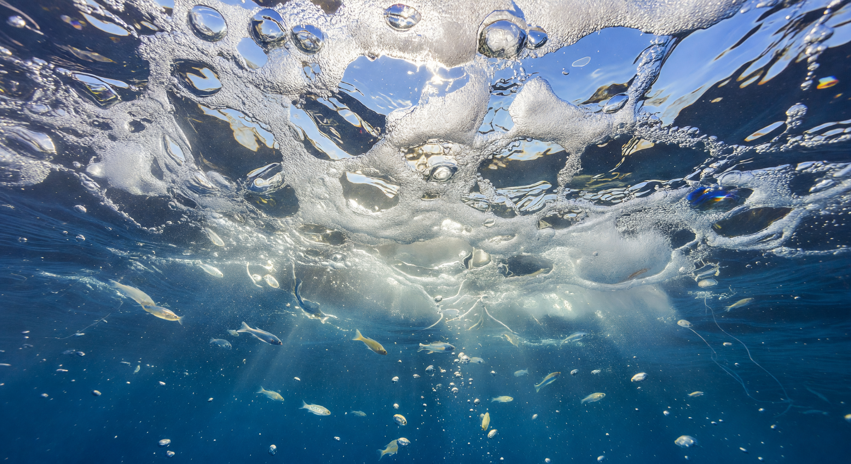 コバルトの泡天井