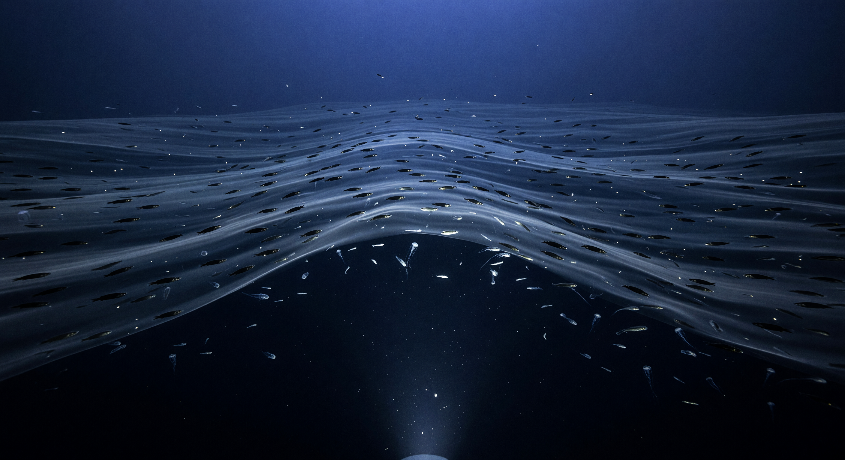 波打つ回遊前線