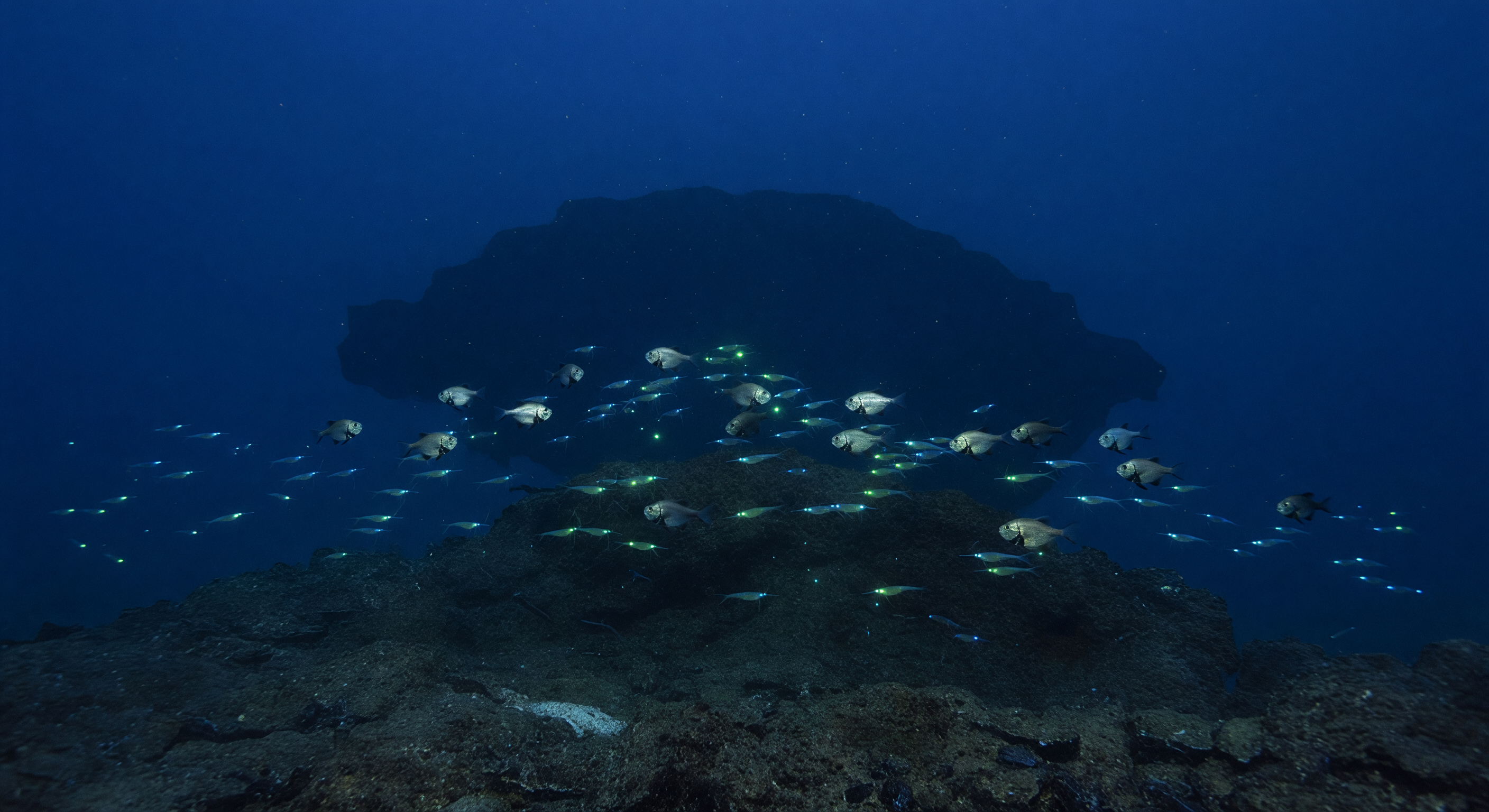 海底山の薄暮光
