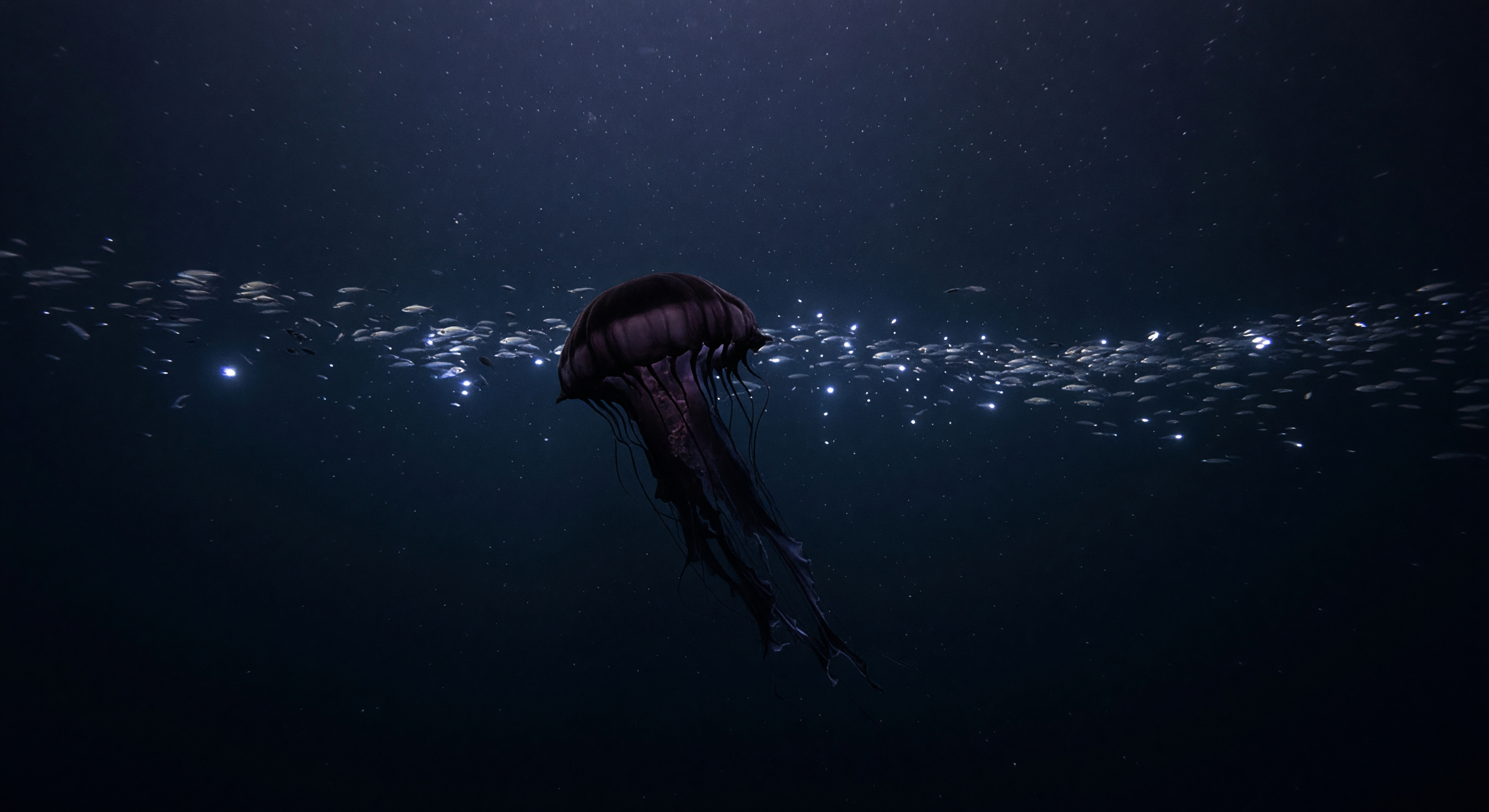 深海の幻の水母