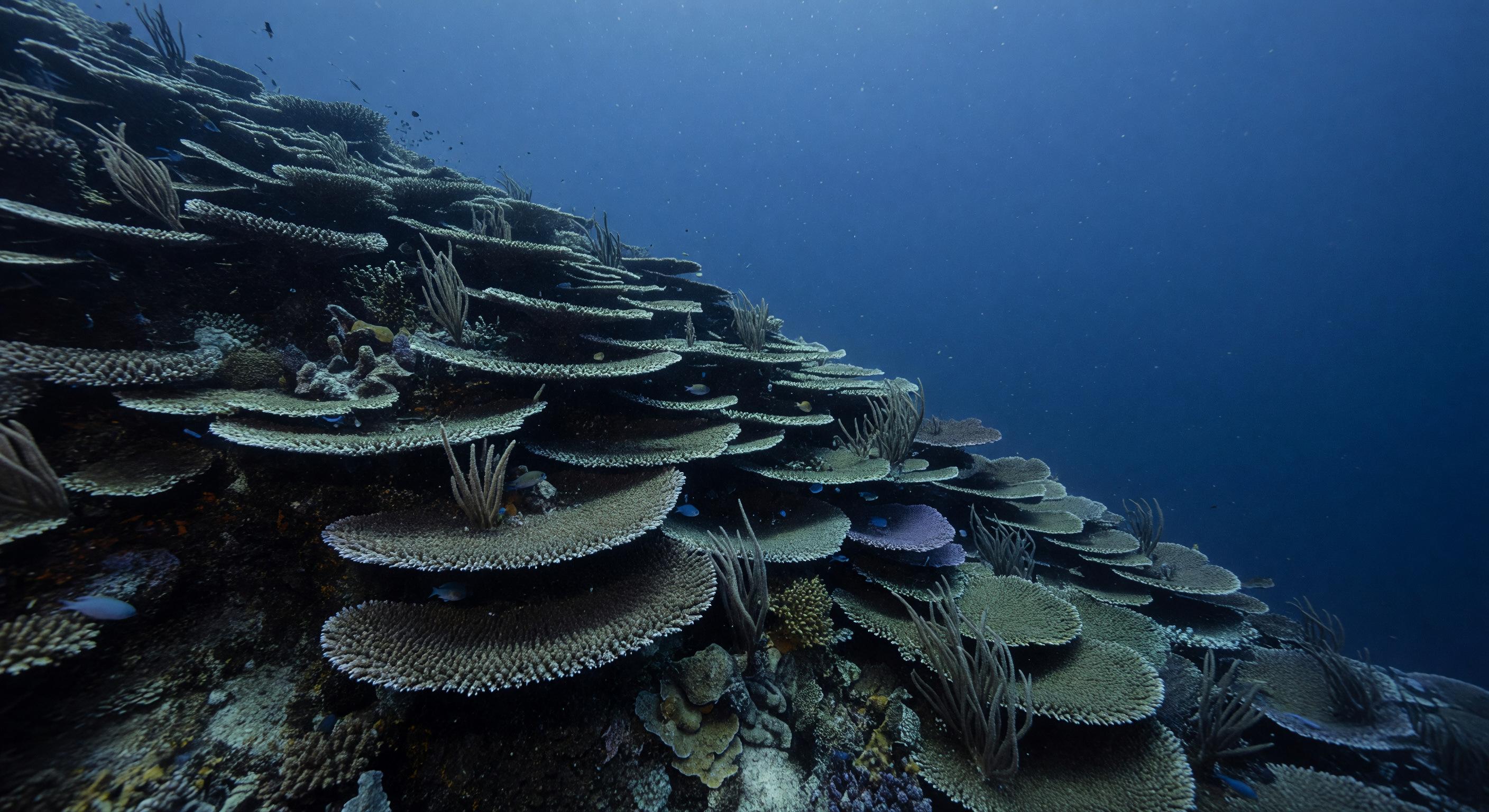 深海サンゴの斜面