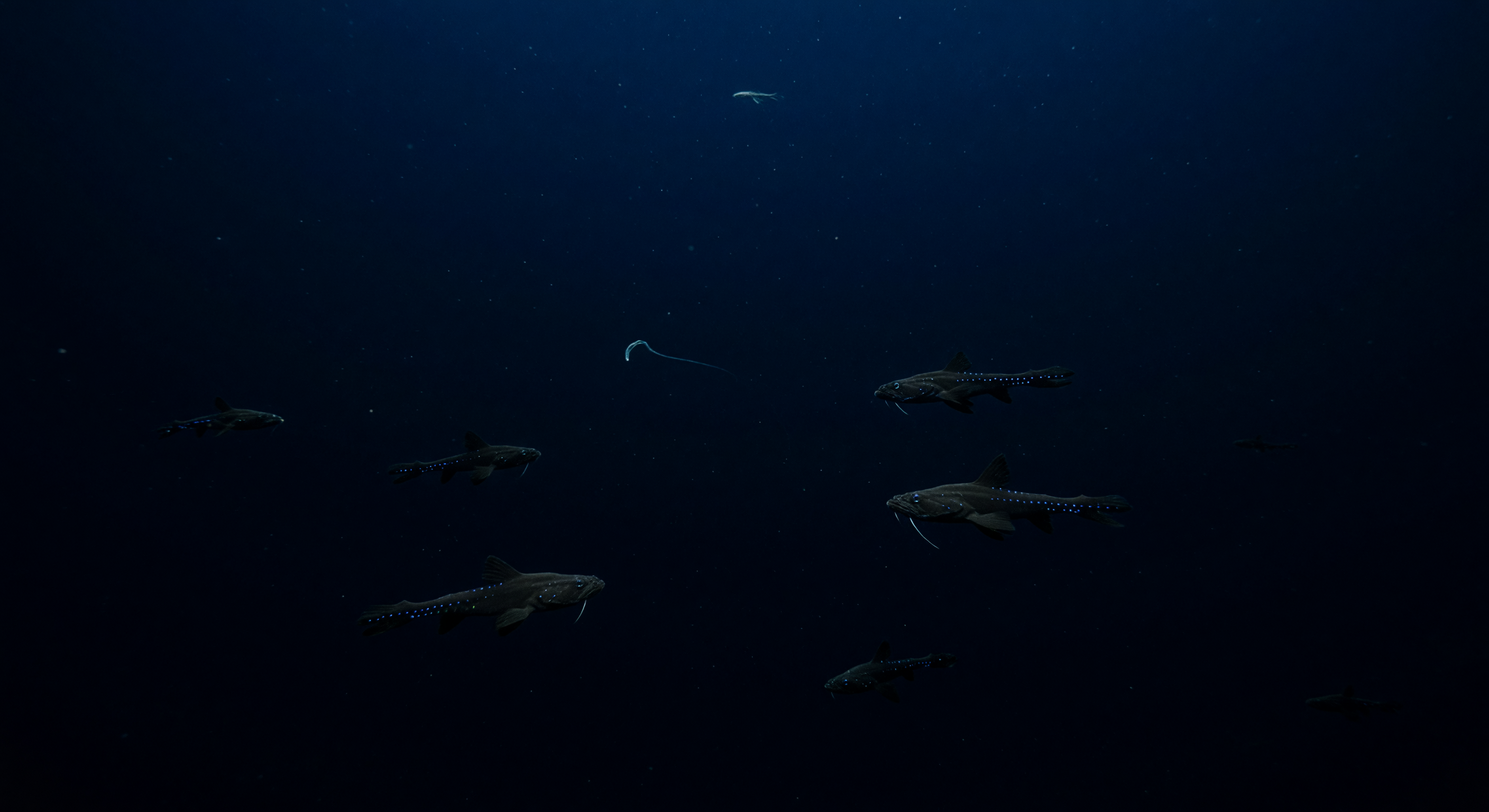 竜魚の残り火の道