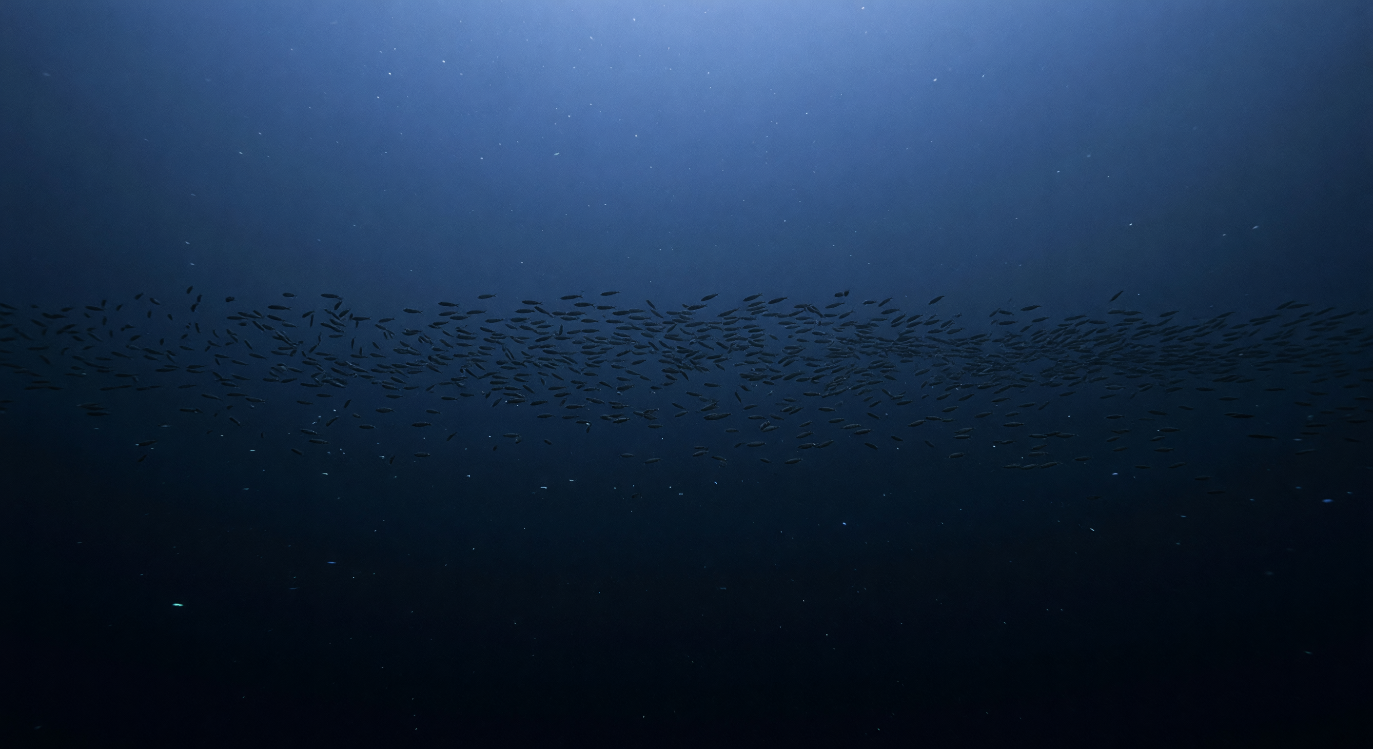 薄明層の魚群帯