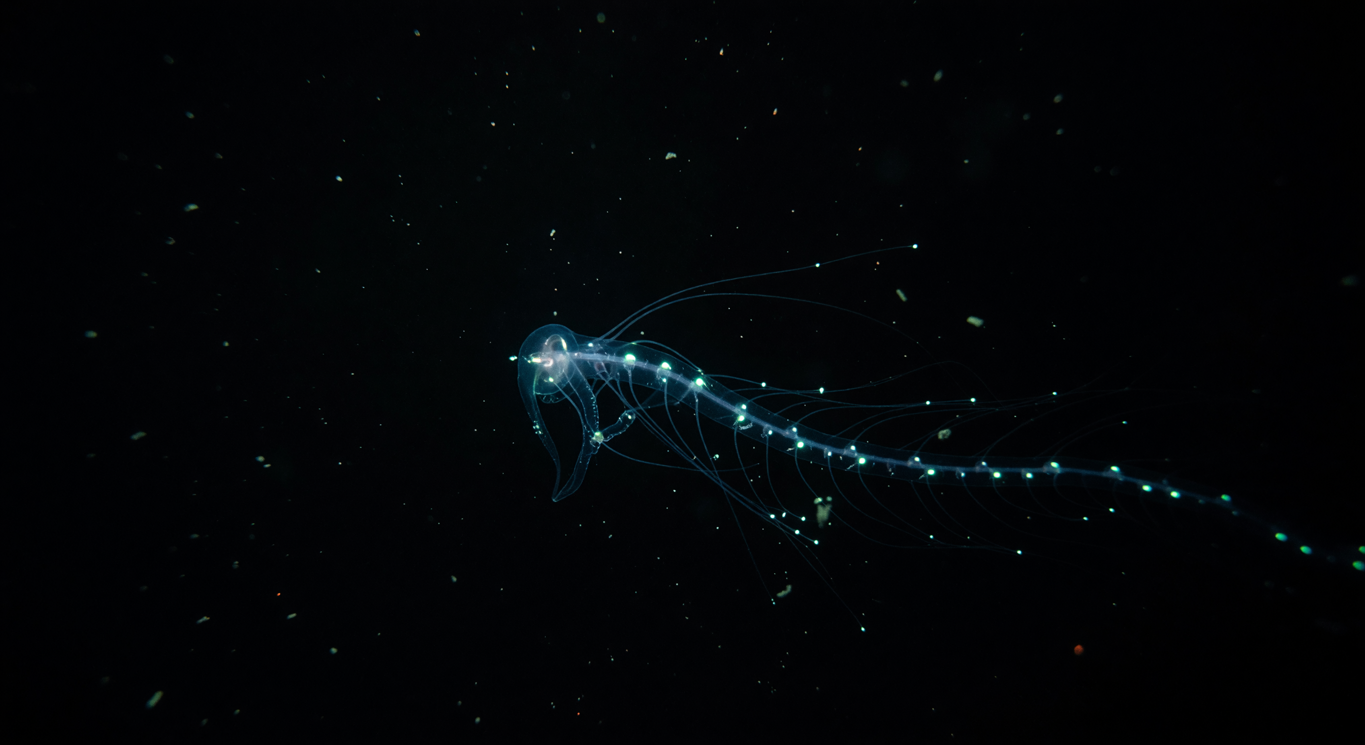 Jelly Signal Far Below