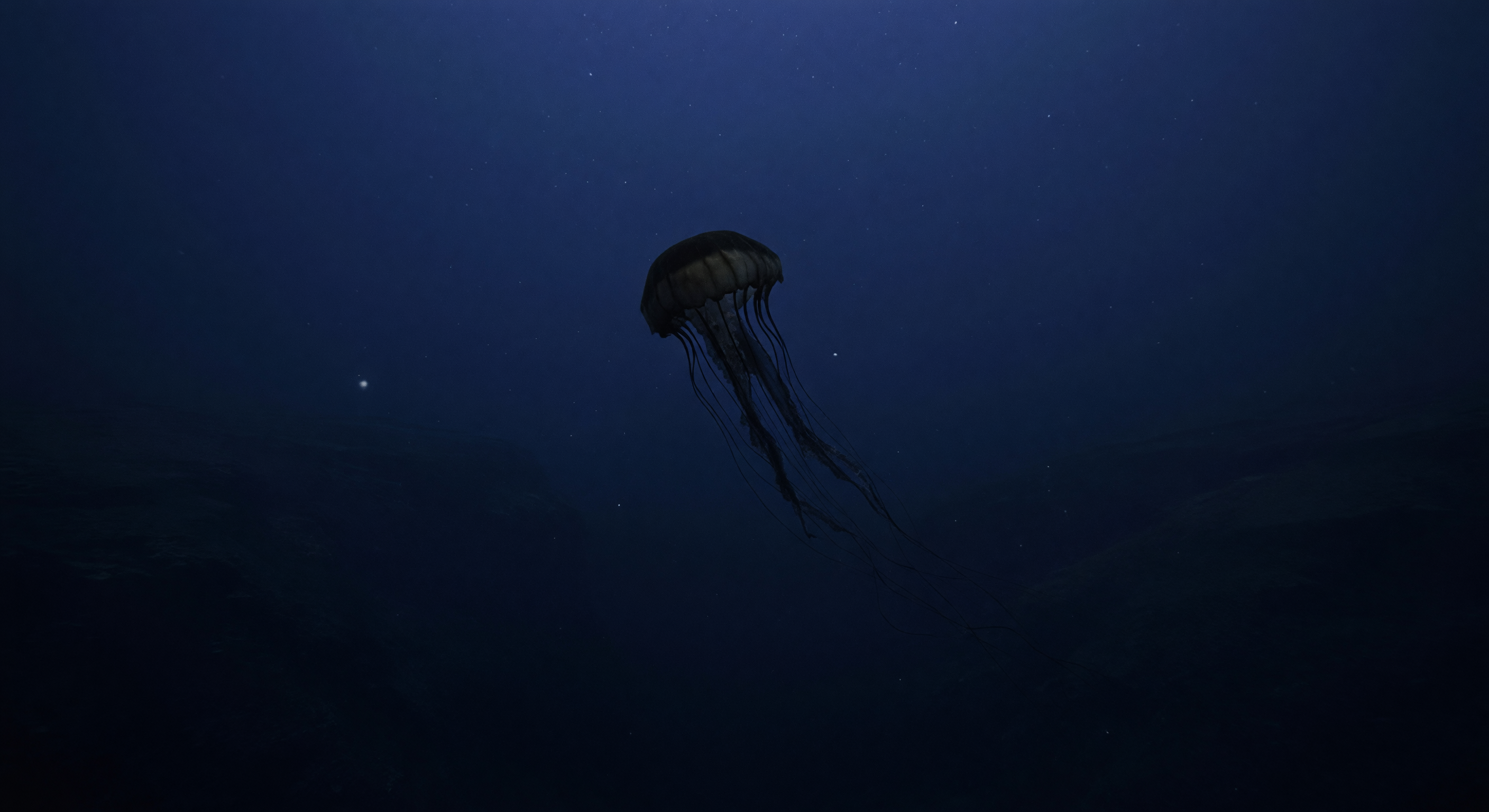 협곡 위 유령 종