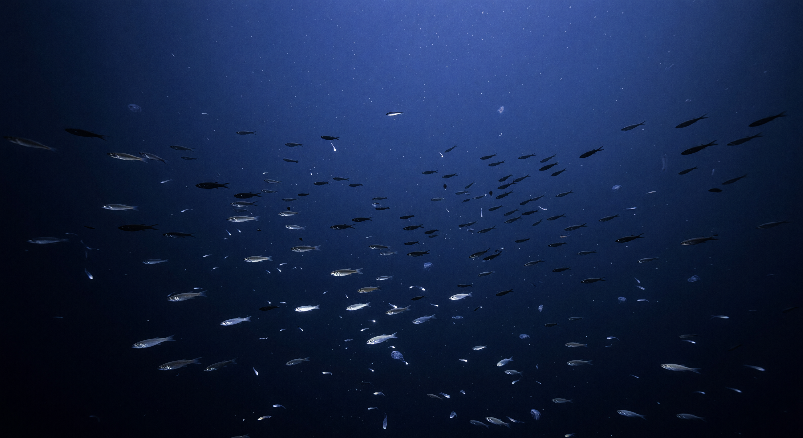 Lanternfish Ascent Column