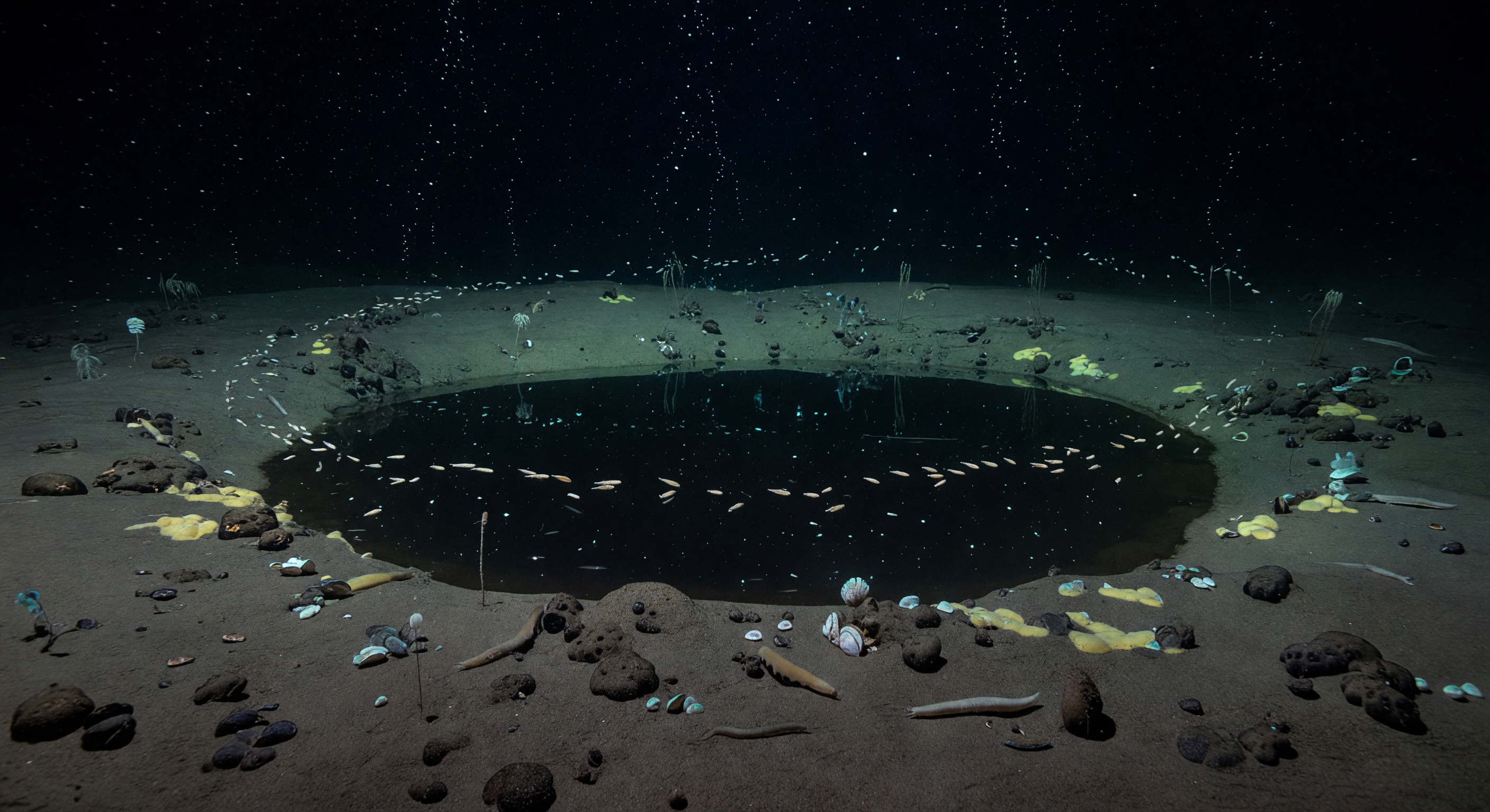 Marine Snow Halocline