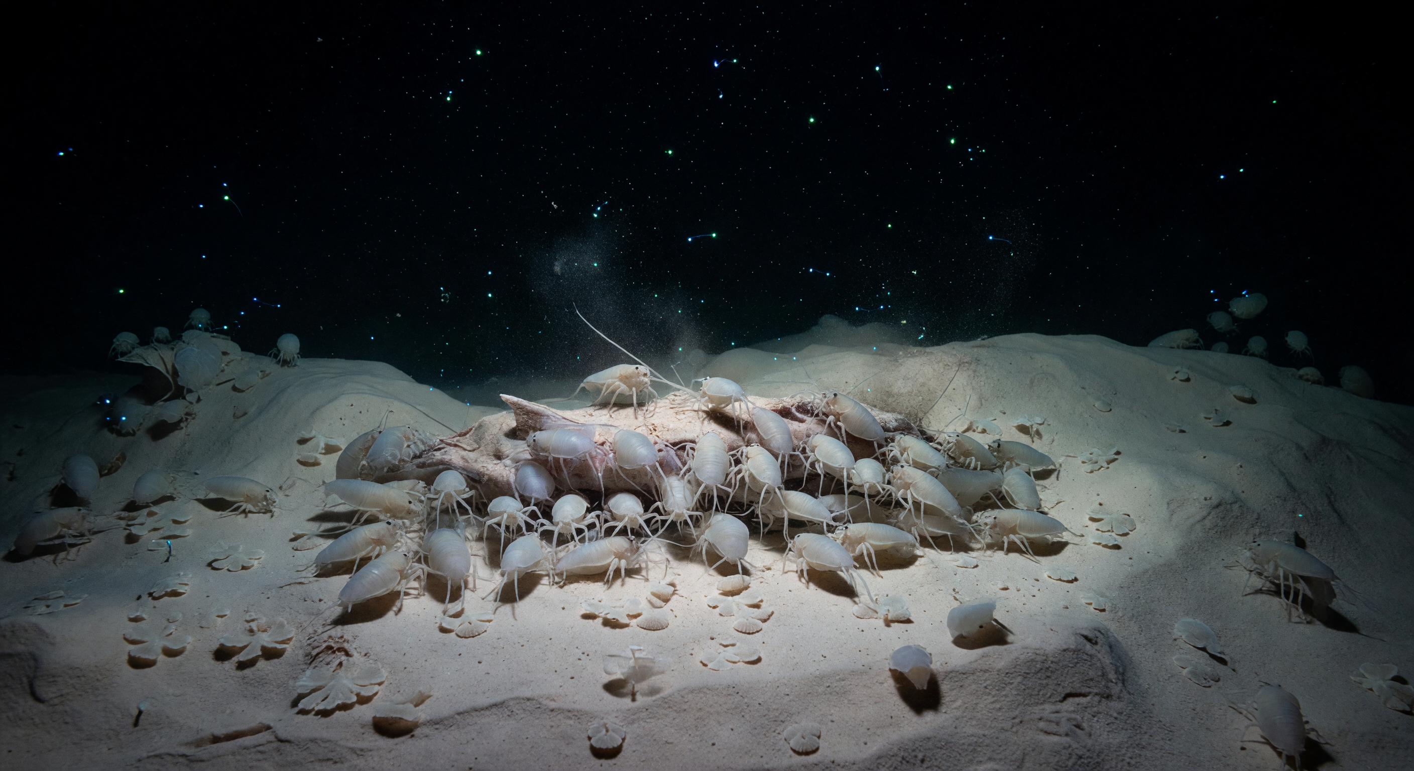 Natural Carcass Gathering