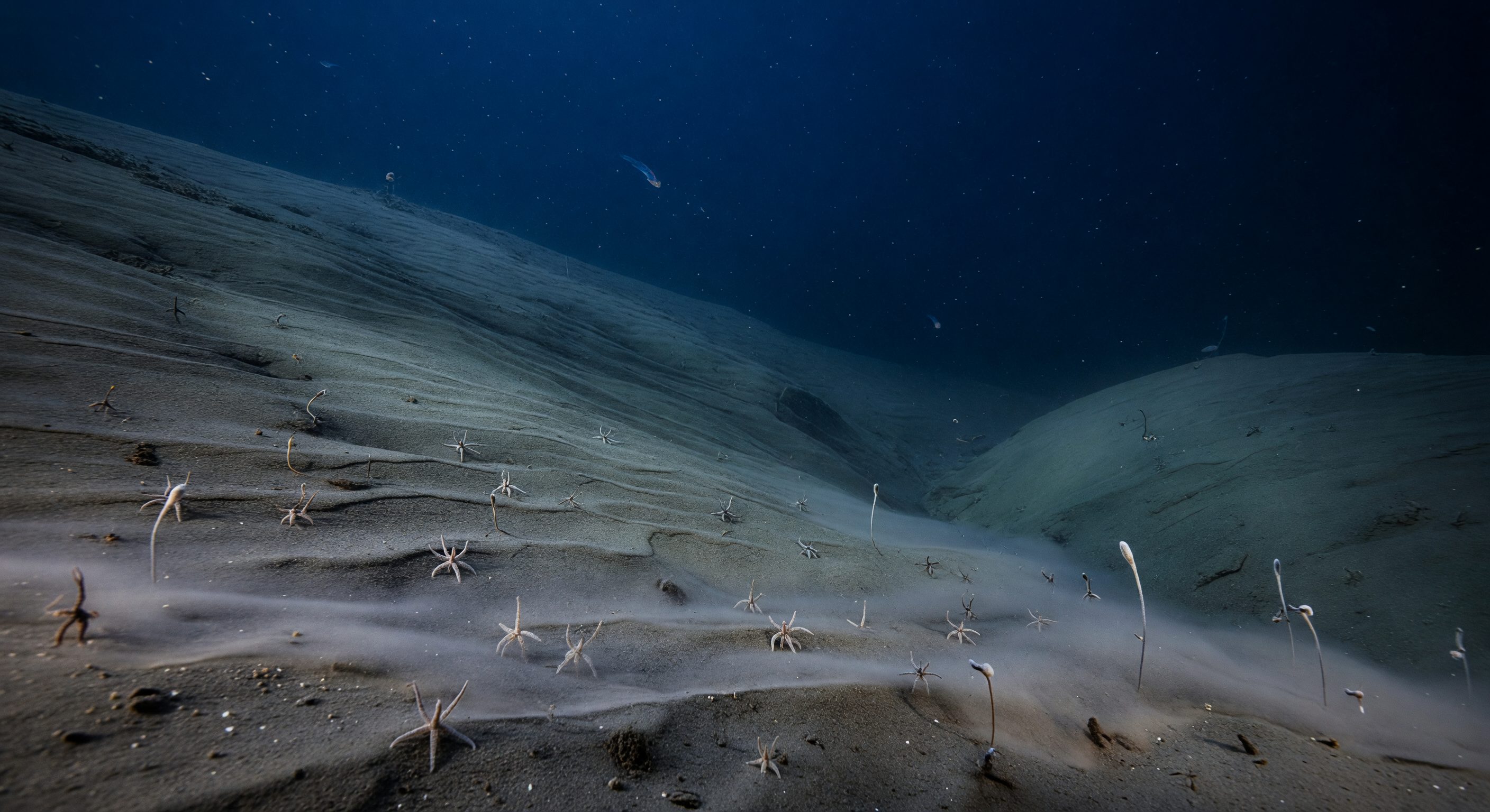 Nepheloid Carpet Edge