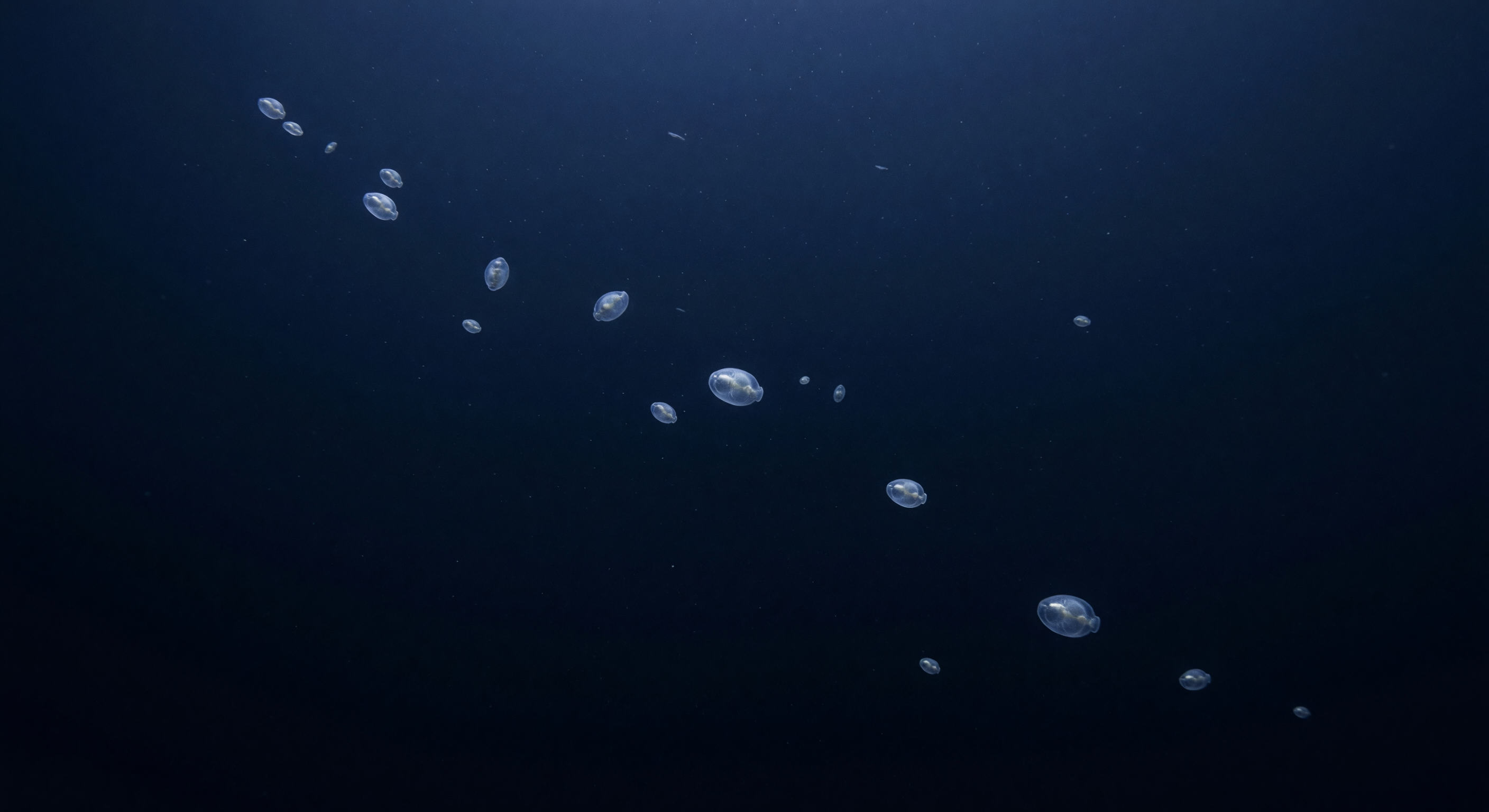 Doorzichtige Salp Processie