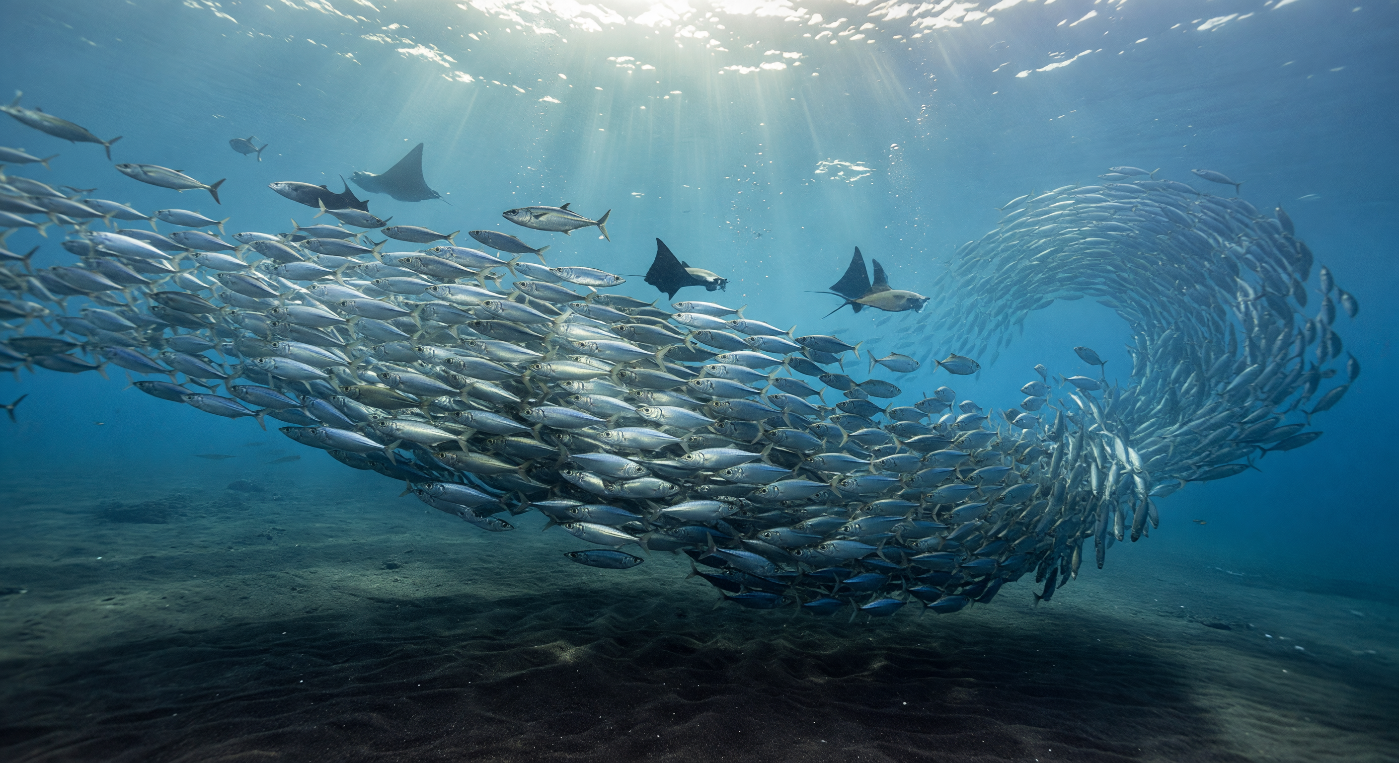 Sardines op Zwart Zand