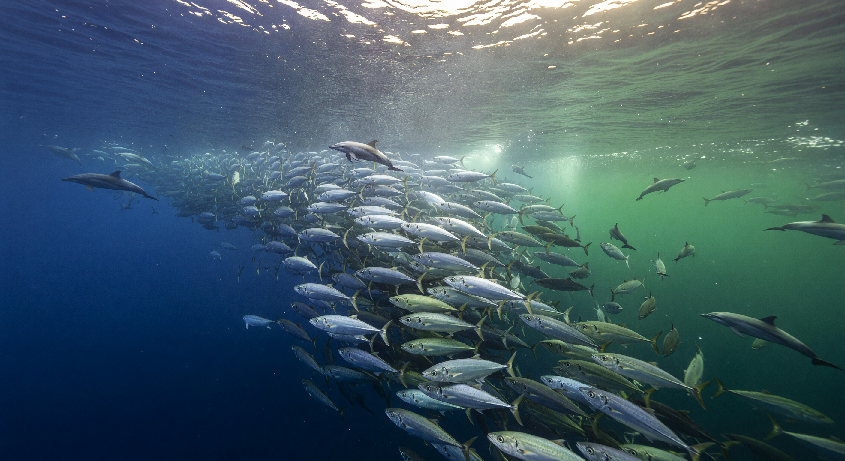 Zilveren Rivier Opwelling