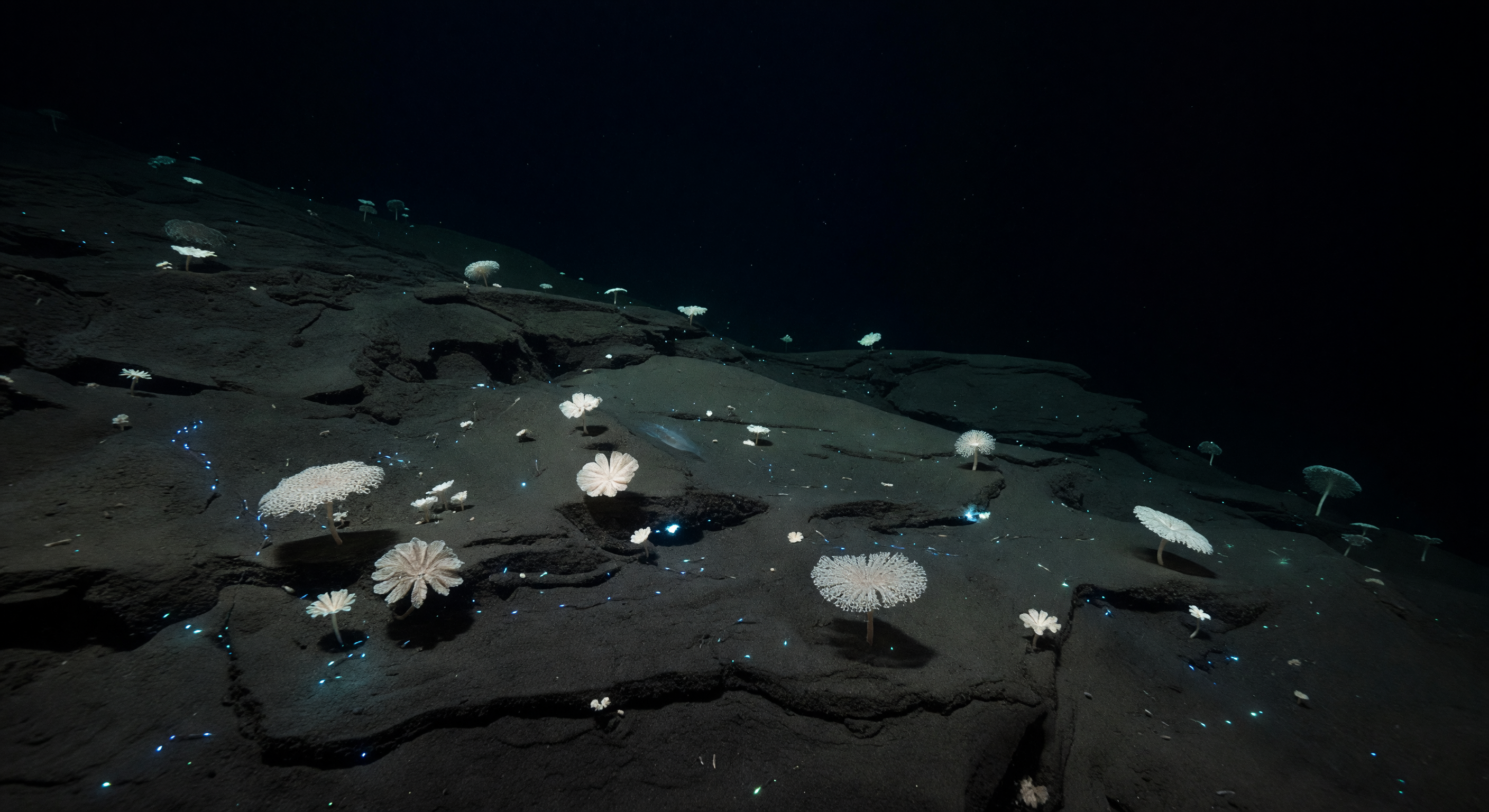 Pale Xenophyophore Terrace