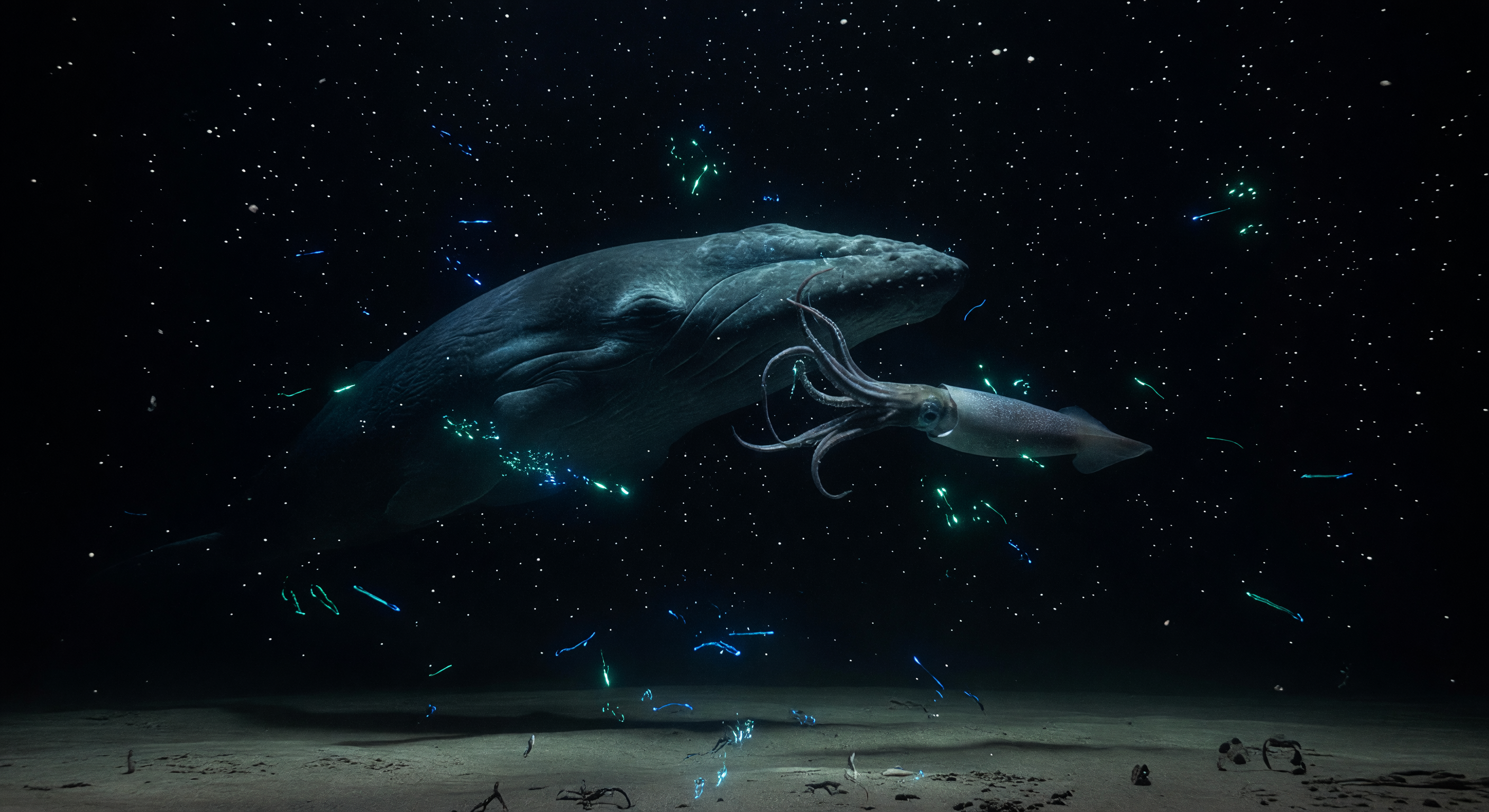 Caça na Neve Marinha