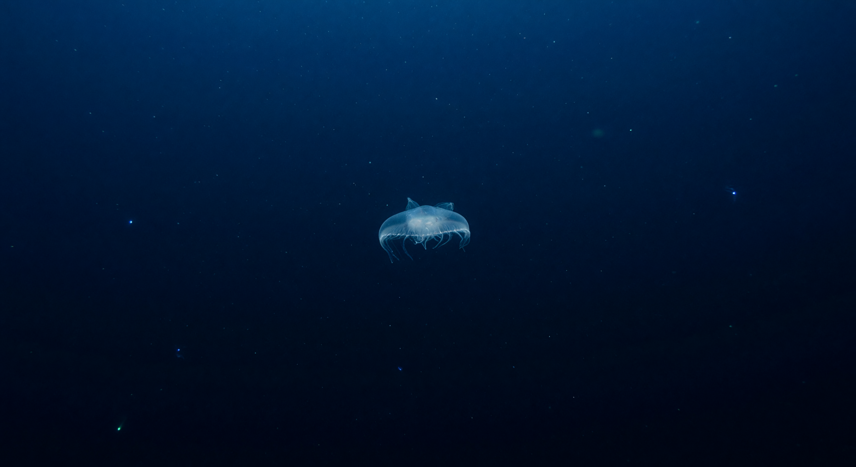 Fileiras e Flashes Bioluminescentes