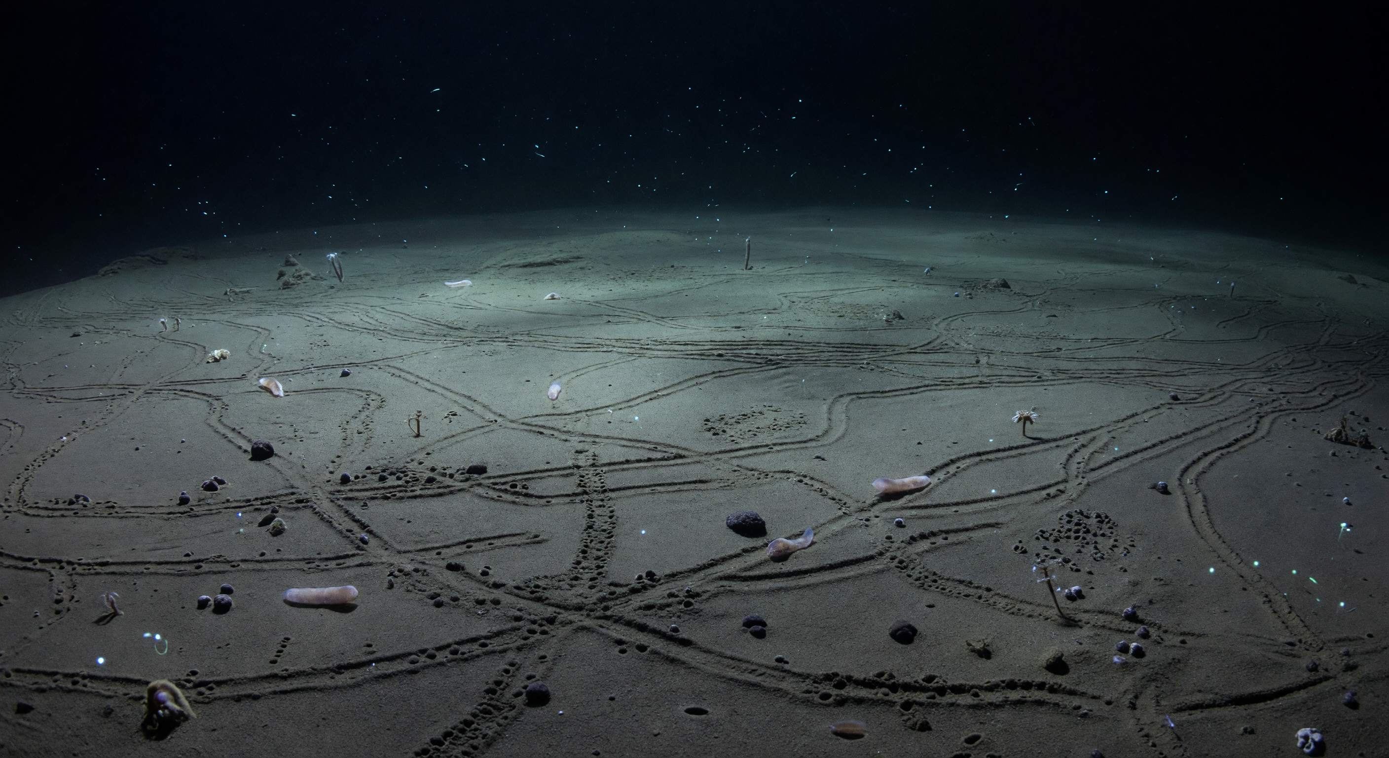 Mosaico de Holotúrias