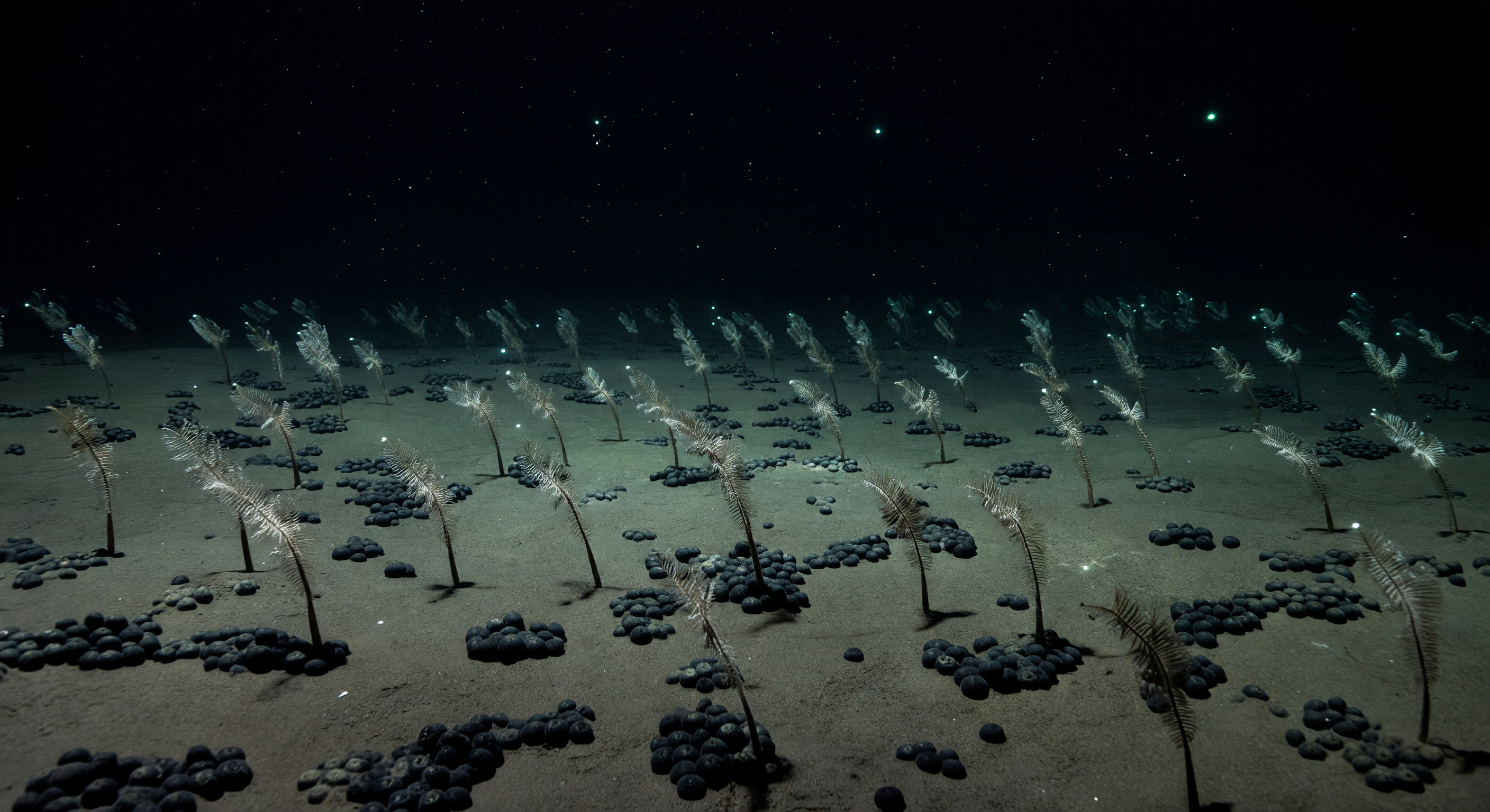 Planície de crinoides alinhados