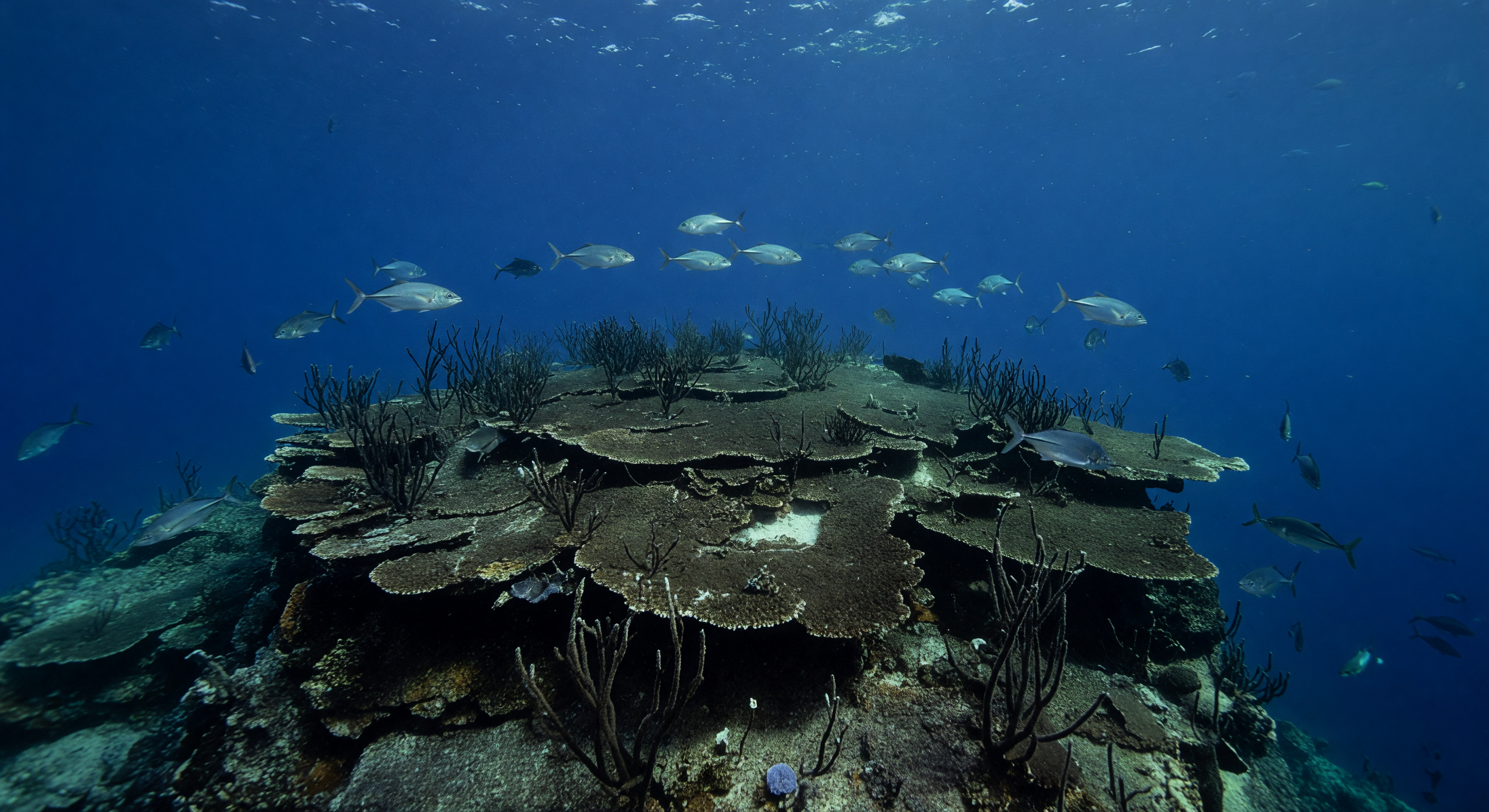 Residual Blue Coral Garden