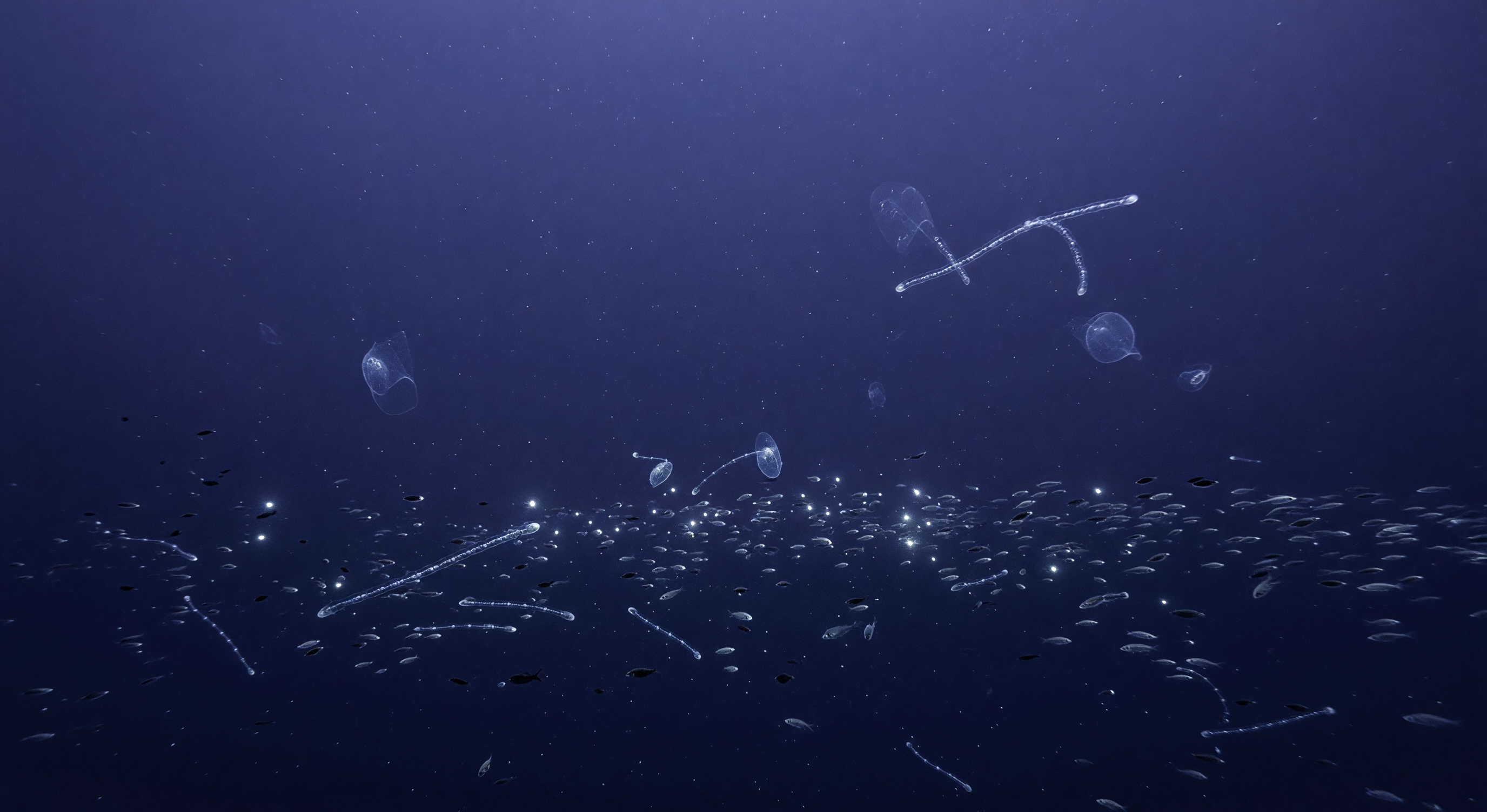 Salp Chains in Twilight