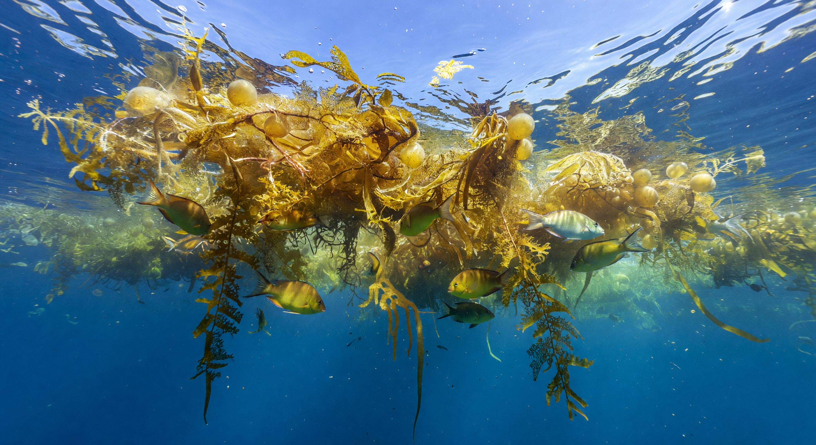Sargassum Shade Raft