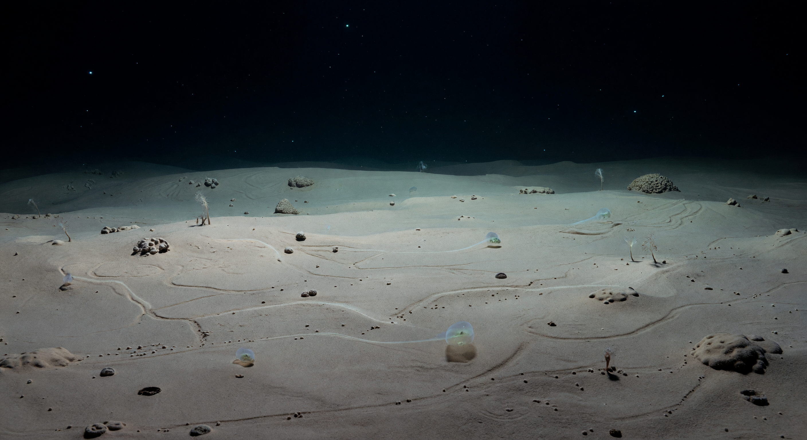 Siliceous Mud Expanse