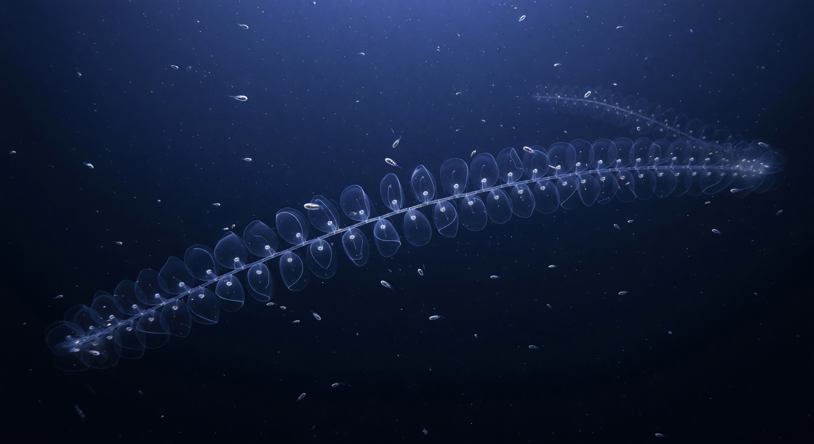 Siphonophore Cathedral Chain