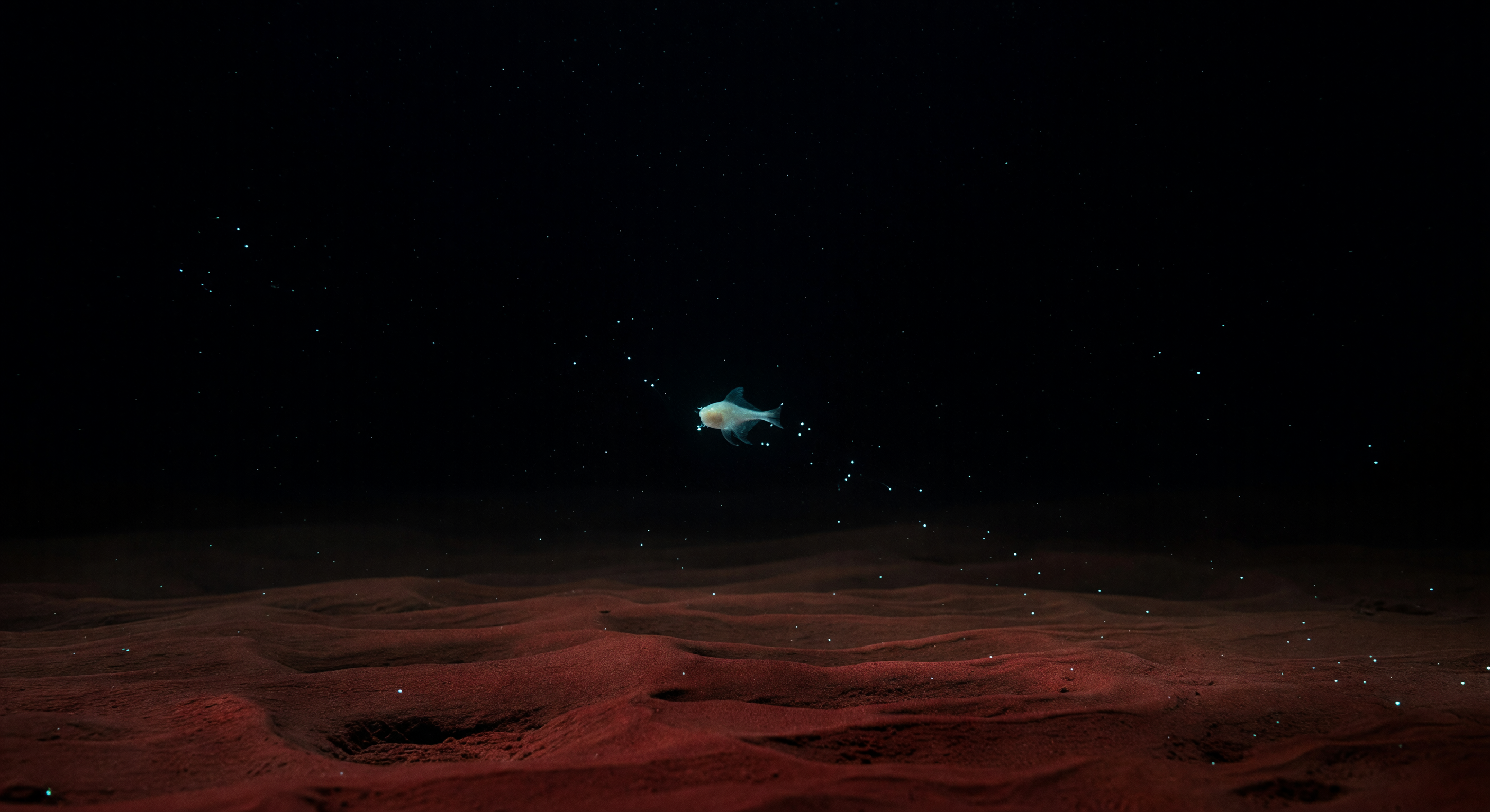 Solitary Sirena Snailfish