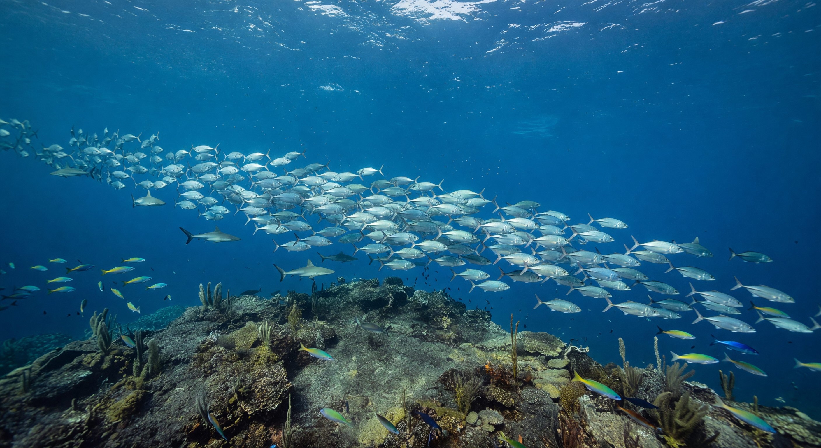 Summit in Cobalt Current