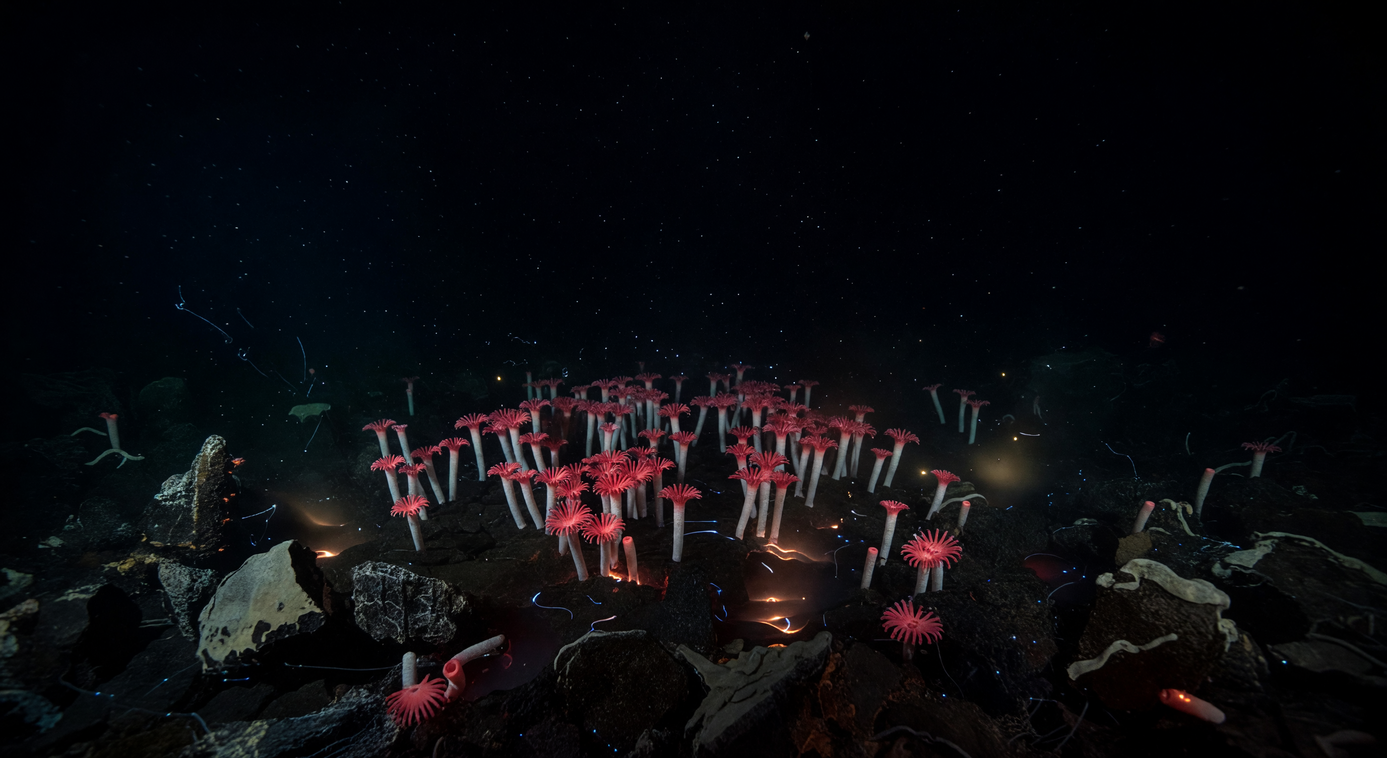 Tubeworms at Diffuse Flow