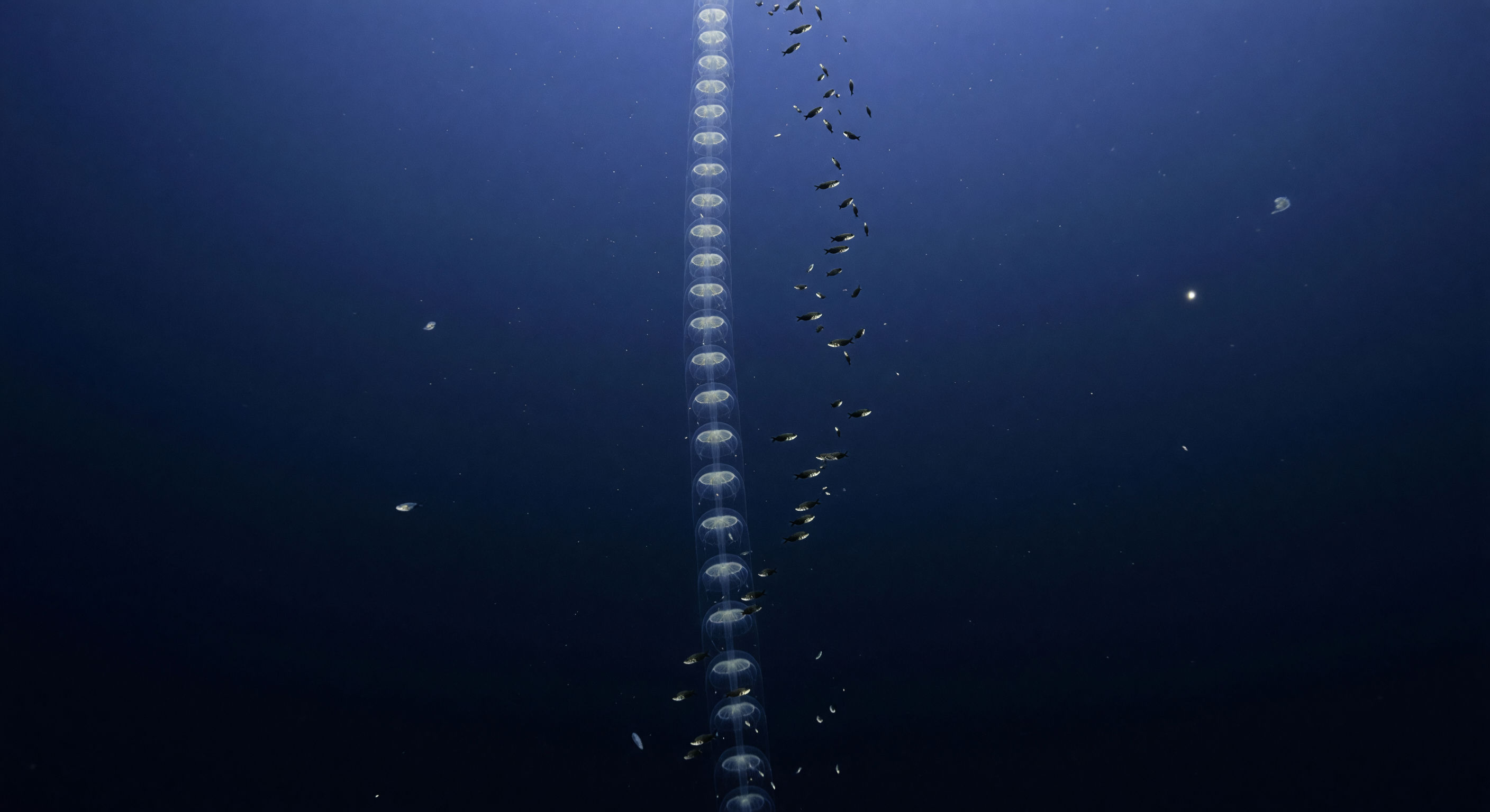 Vertical Praya Ladder