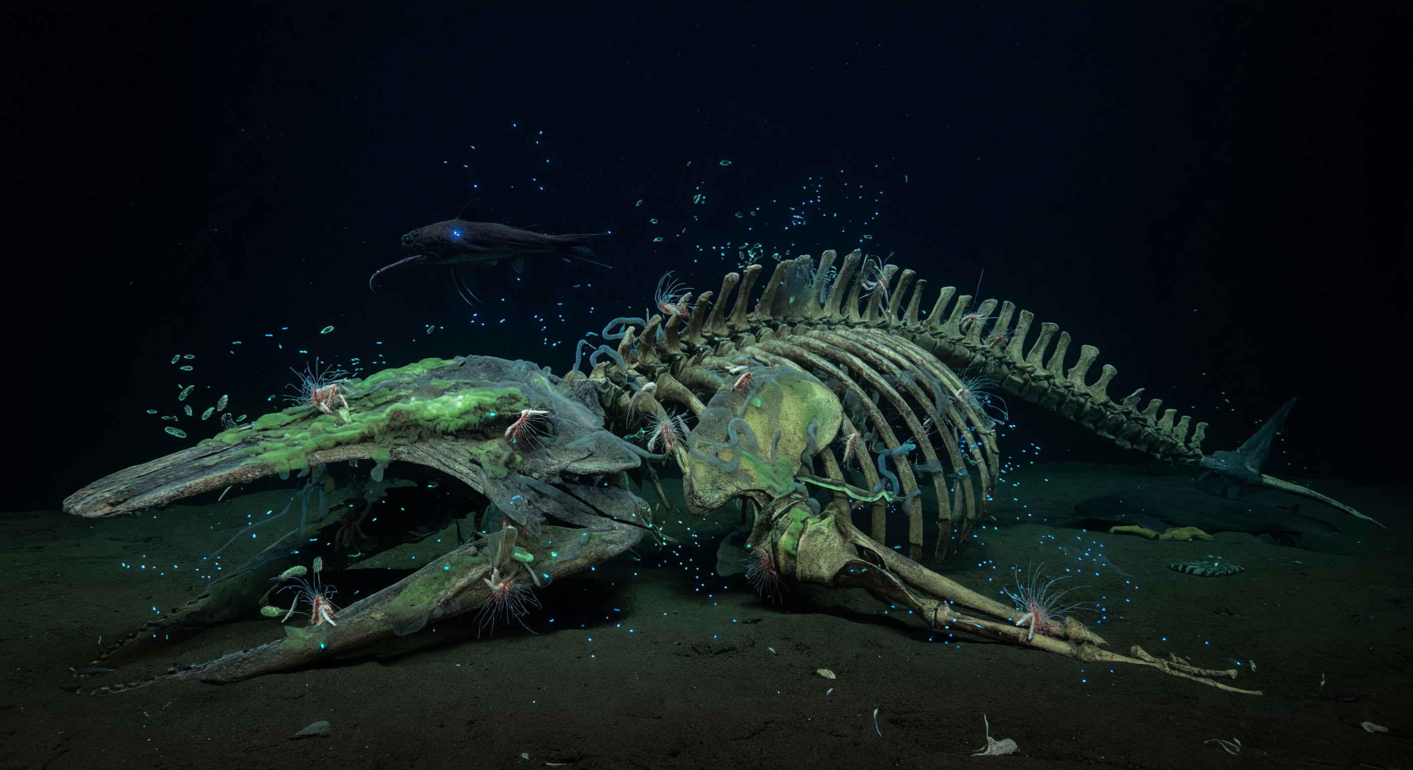 Viperfish Across the Fall