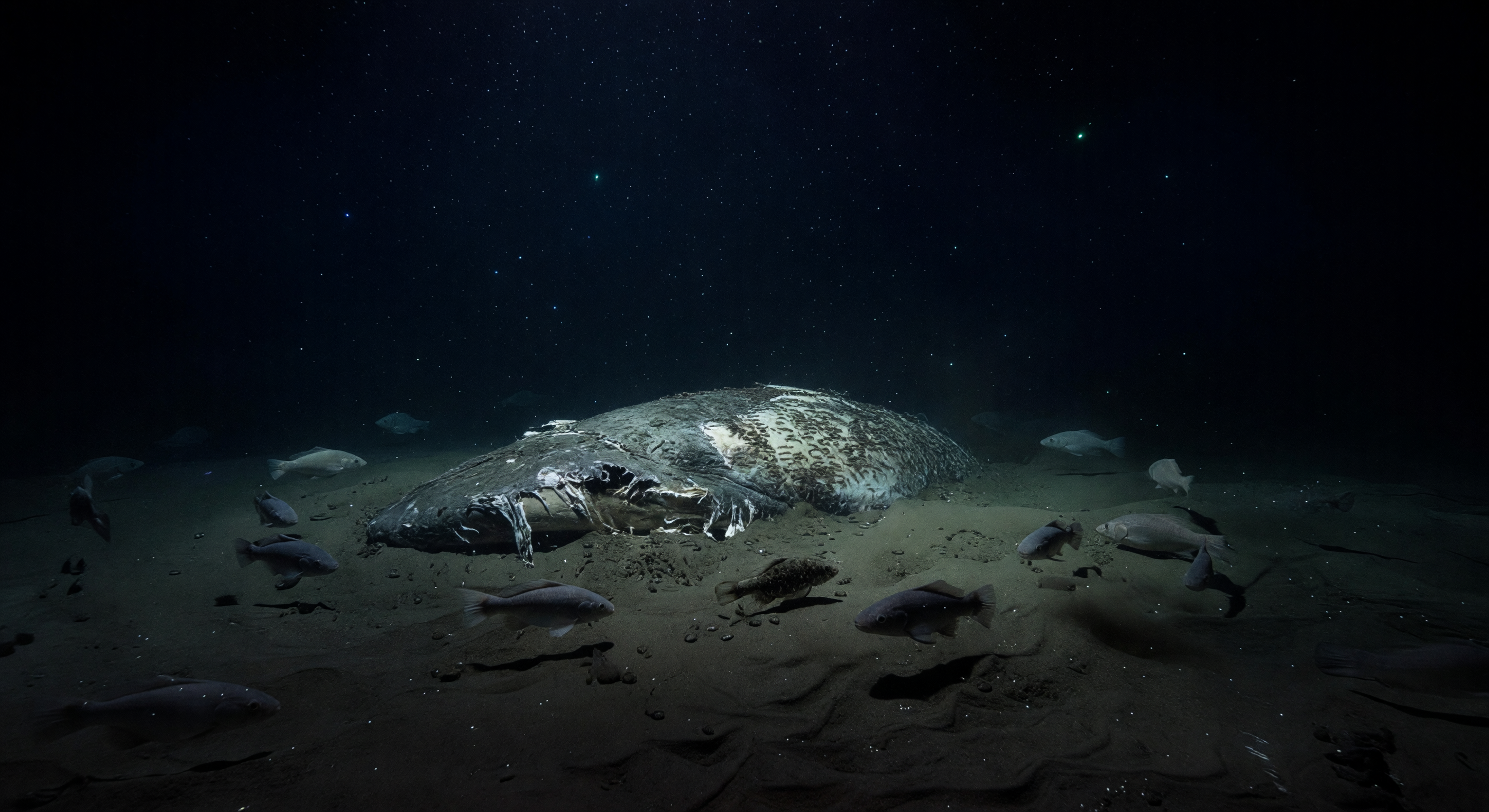 Whale Fall First Feast