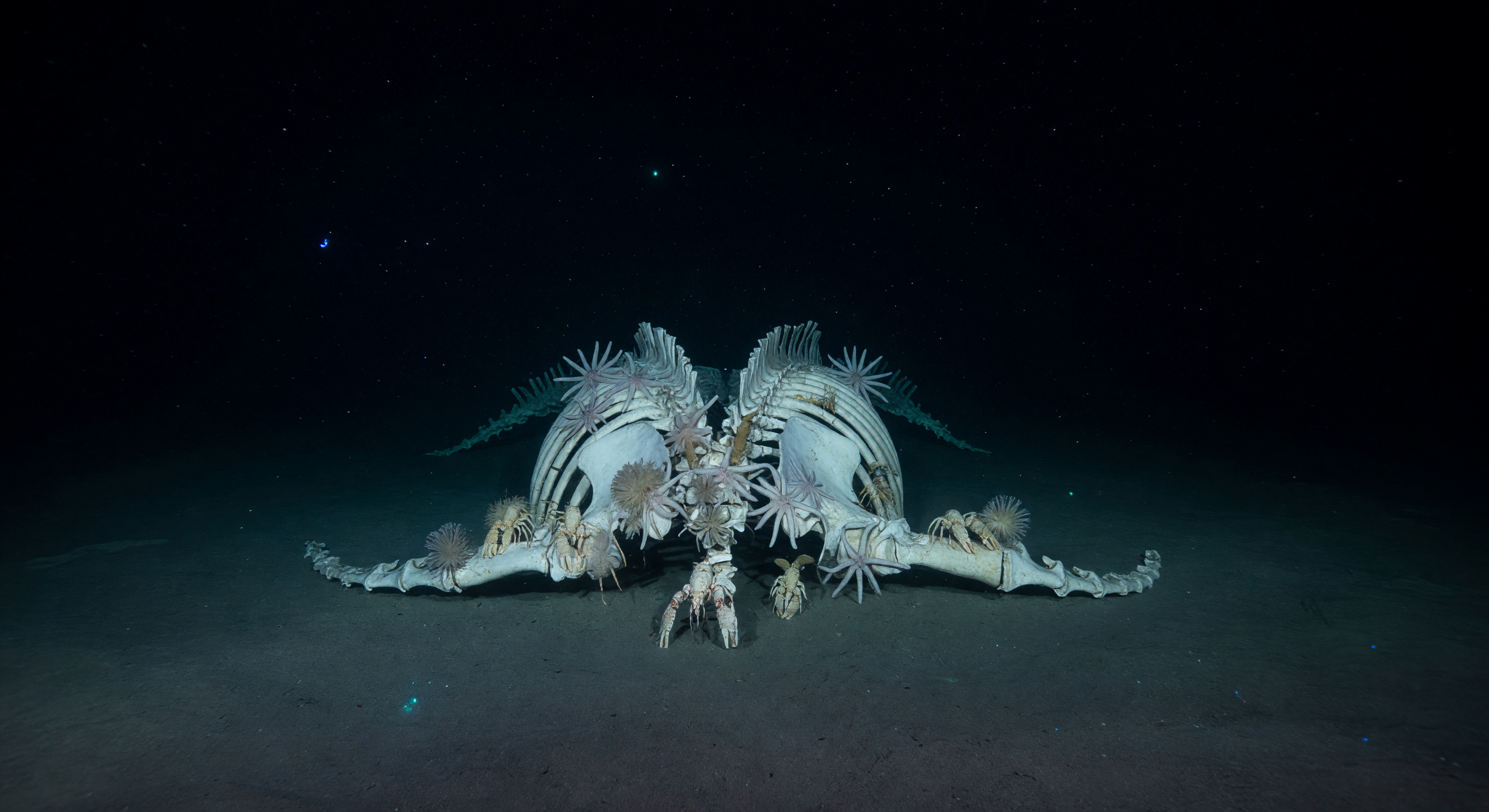 Whale Fall Reef Stage
