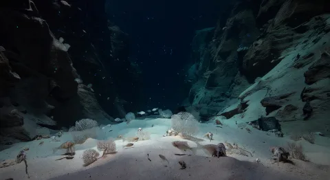 Challenger Deep