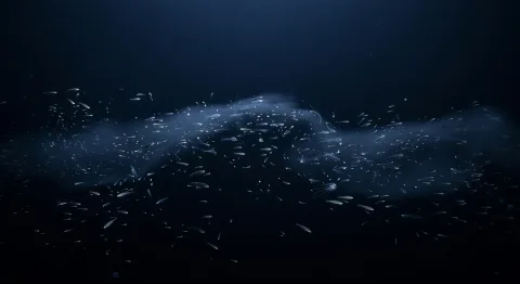 Deep scattering layer