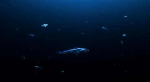 Mesopelagic bioluminescence