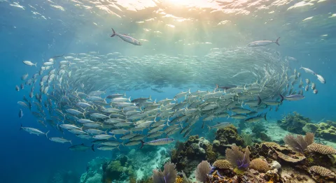 Pelagic shoal