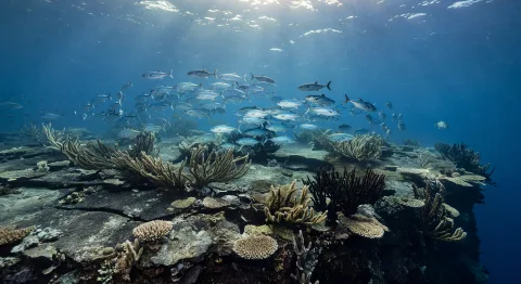 Seamount summit